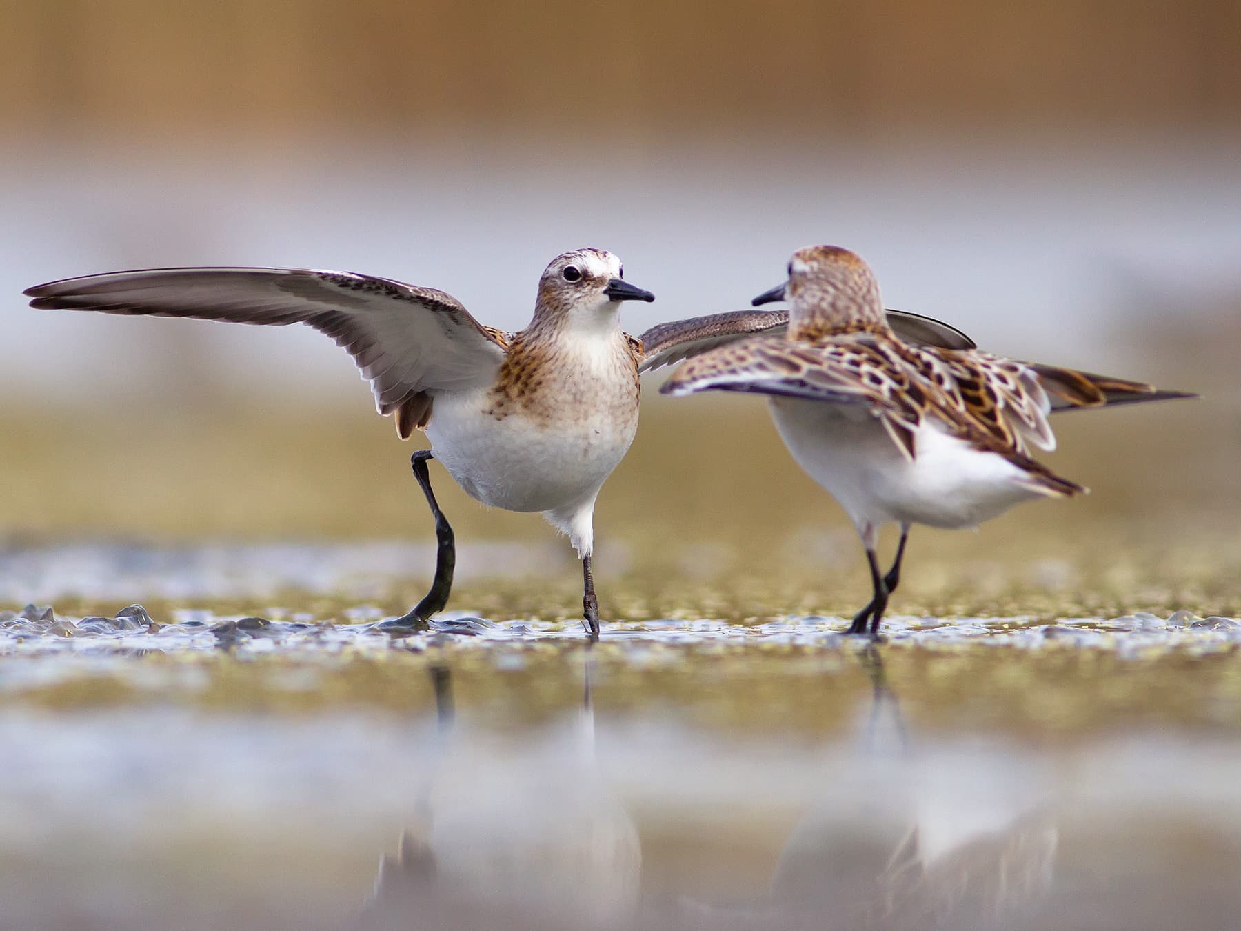 Pair of Temminck's Stints