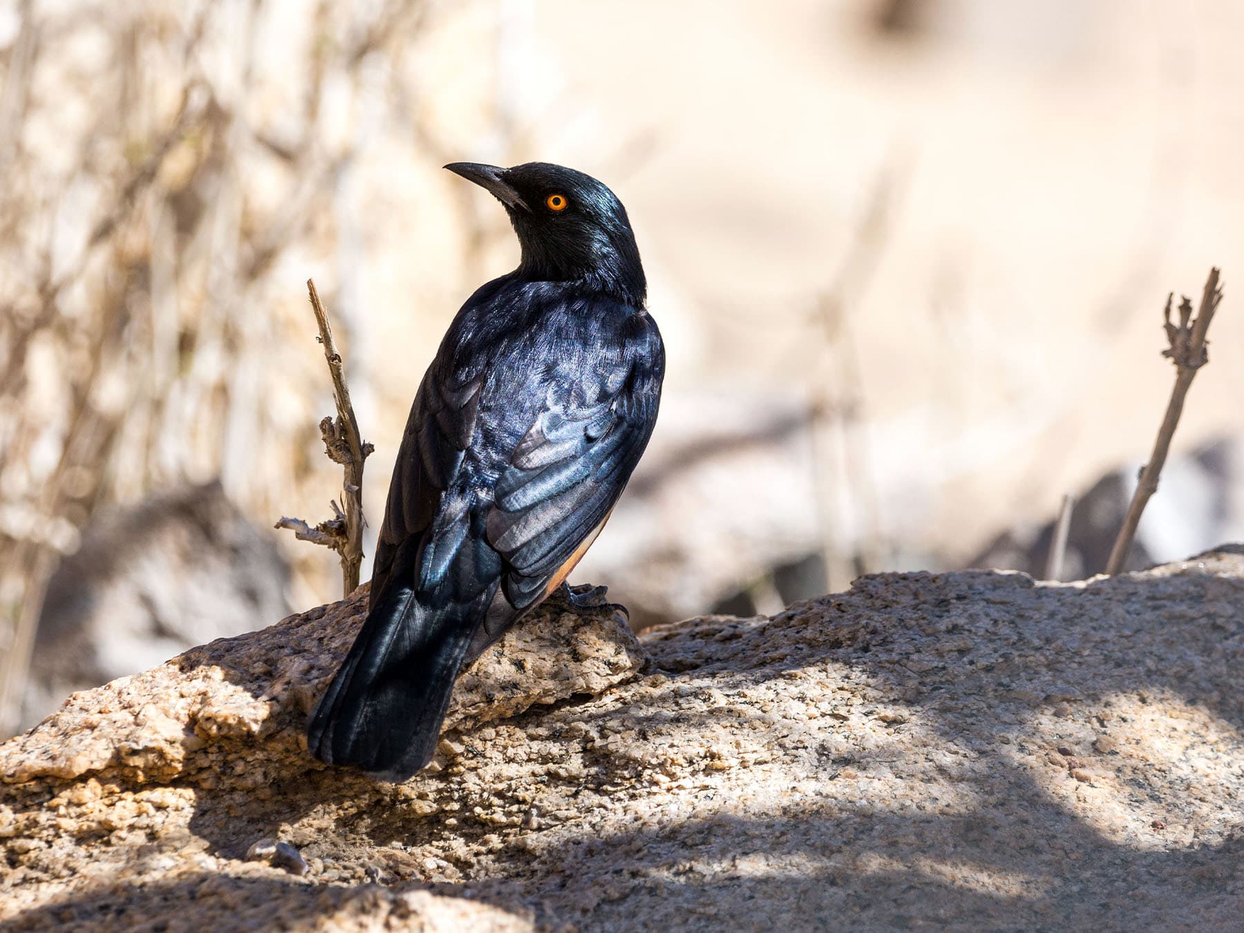 Pale-winged Starling in natural habitat