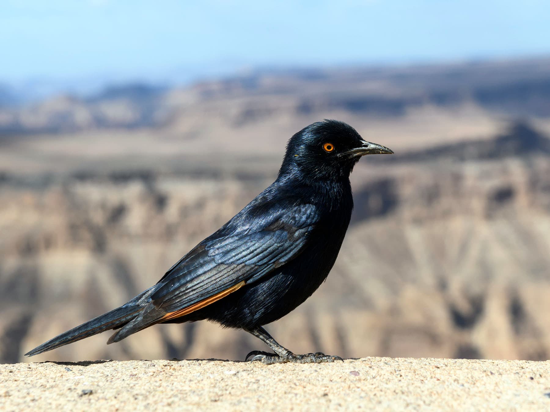 Pale-winged Starling