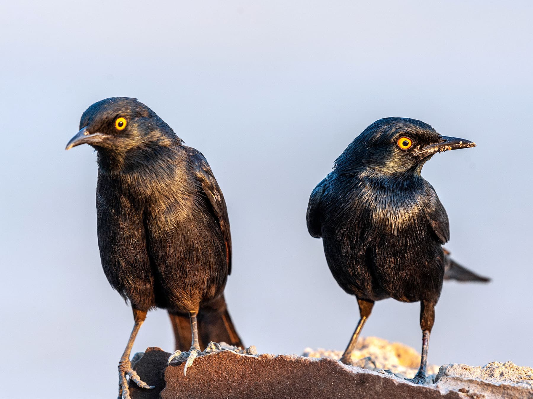 Pair of Pale-winged Starlings