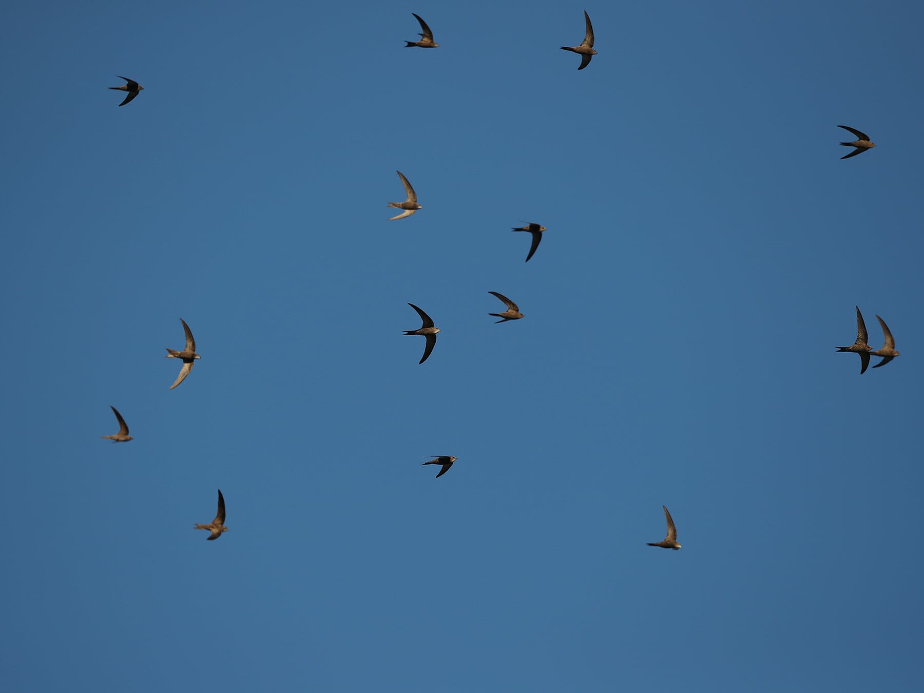 A group of Pallid Swifts