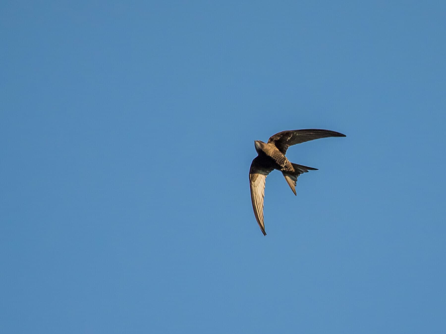 Pallid Swift flying