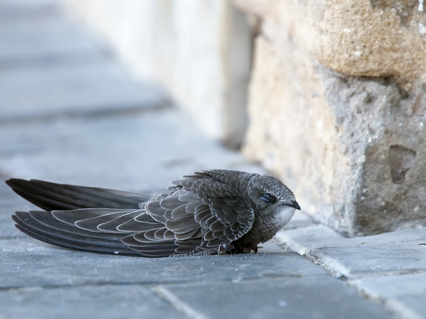 Pallid Swift on the ground