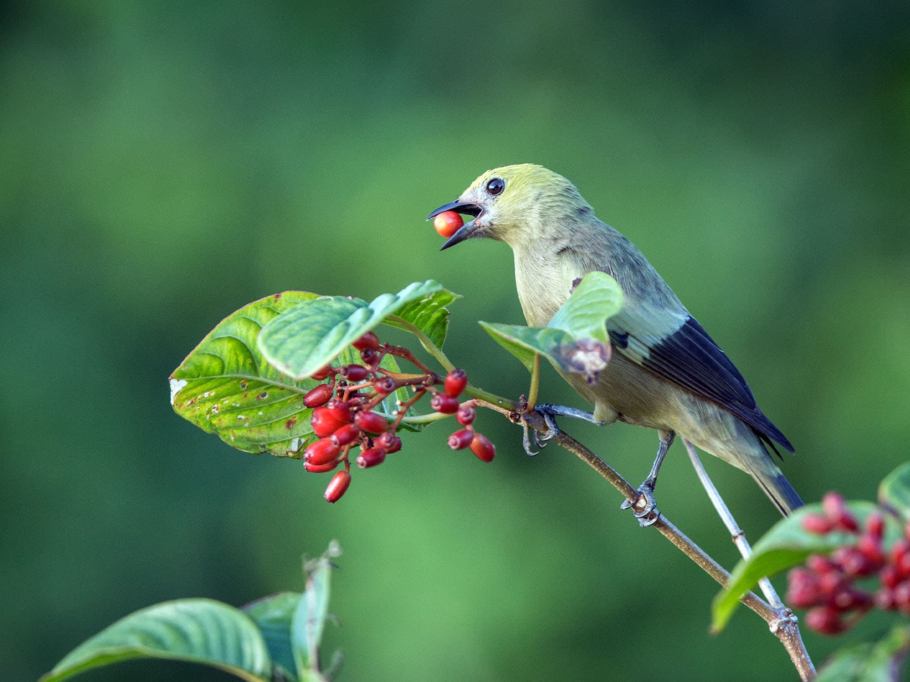 Palm Tanager feeding on red berries