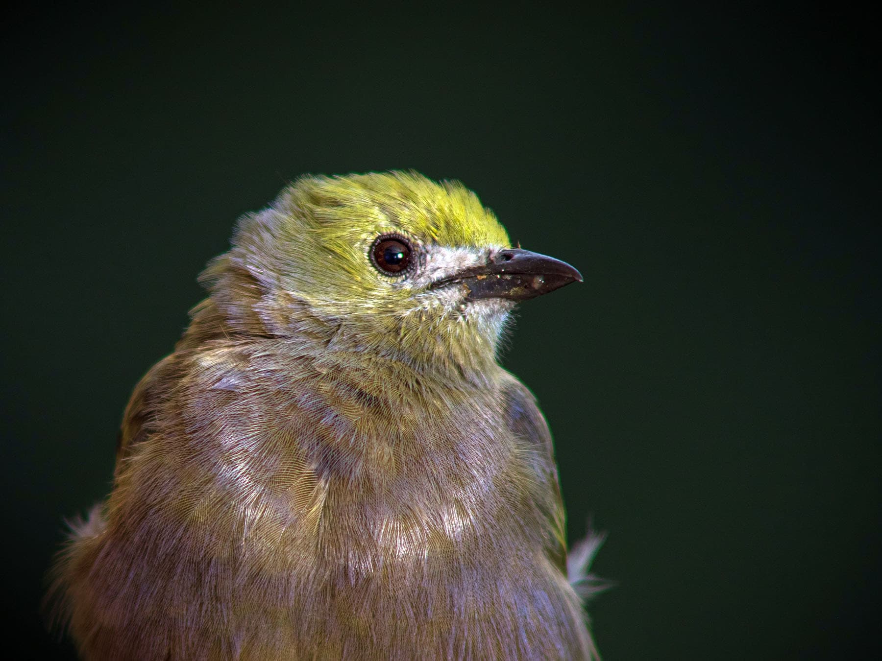 Portrait of a Palm Tanager
