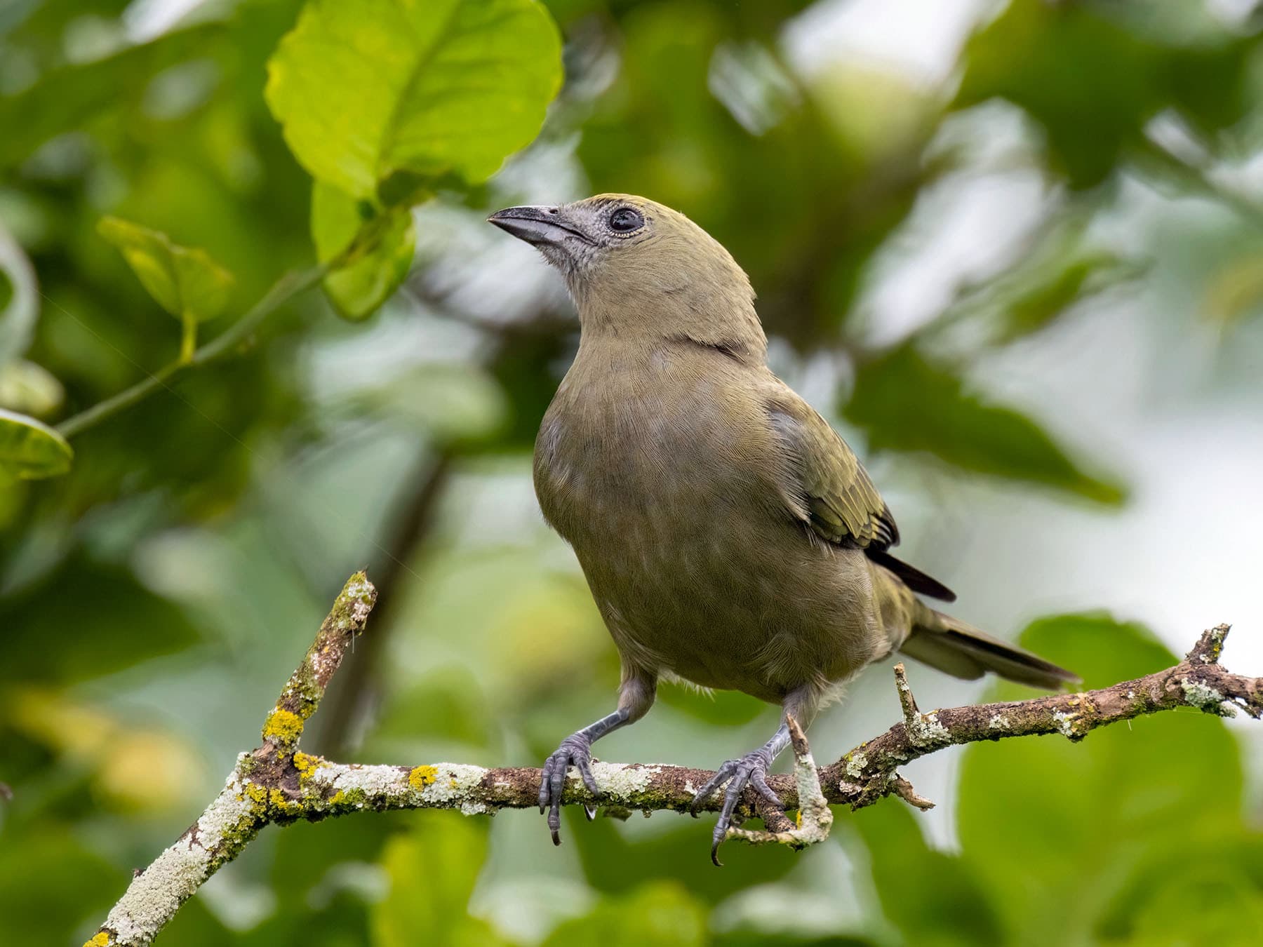Palm Tanager sitting in a tree