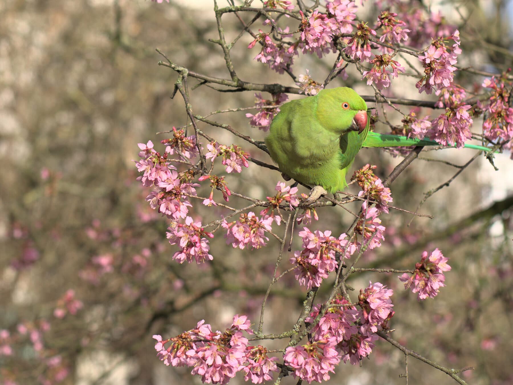 Parakeet eating blossom london