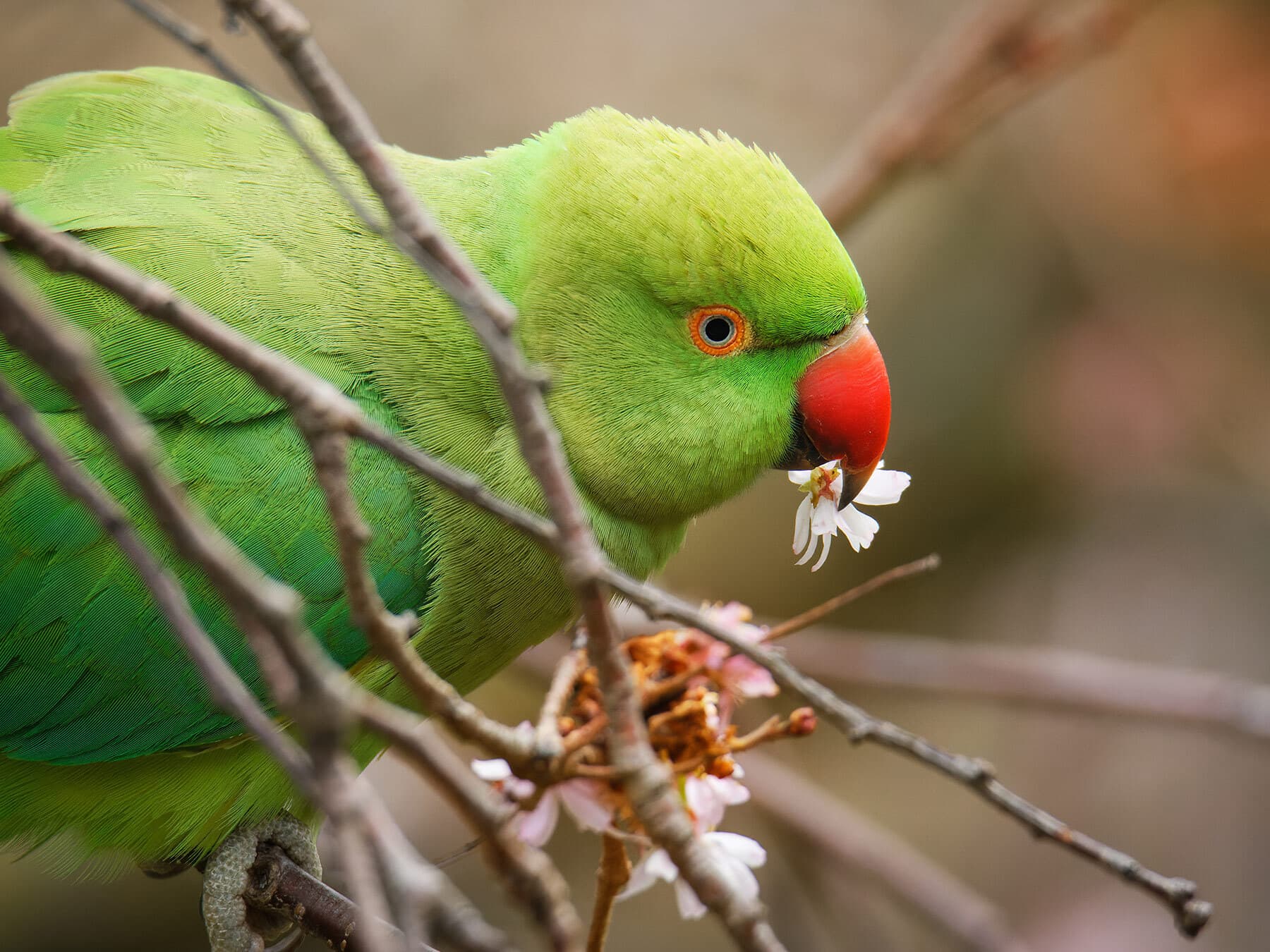Parakeet eating flowers