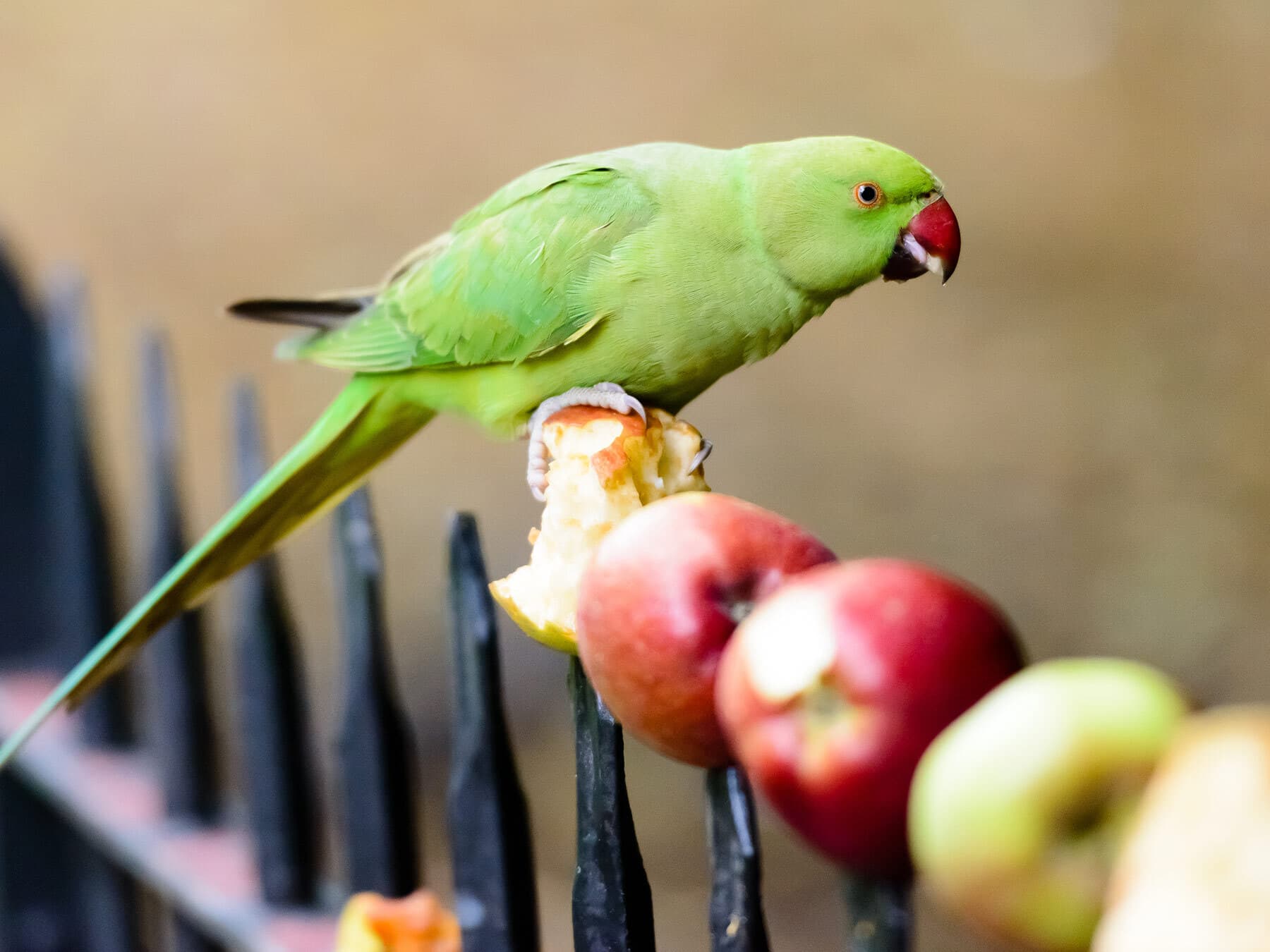 Parakeet kensington gardens