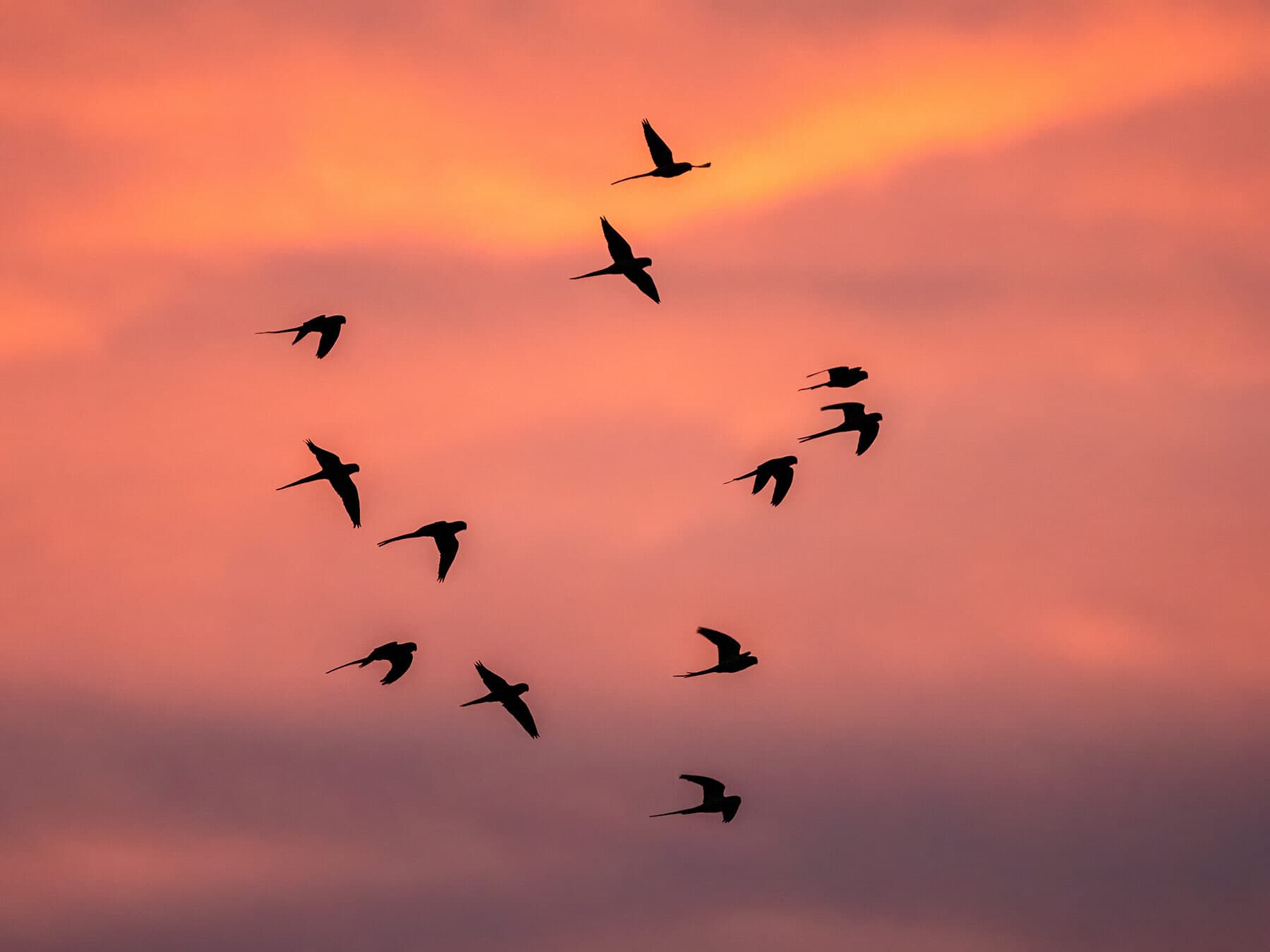 Parakeets at sunset