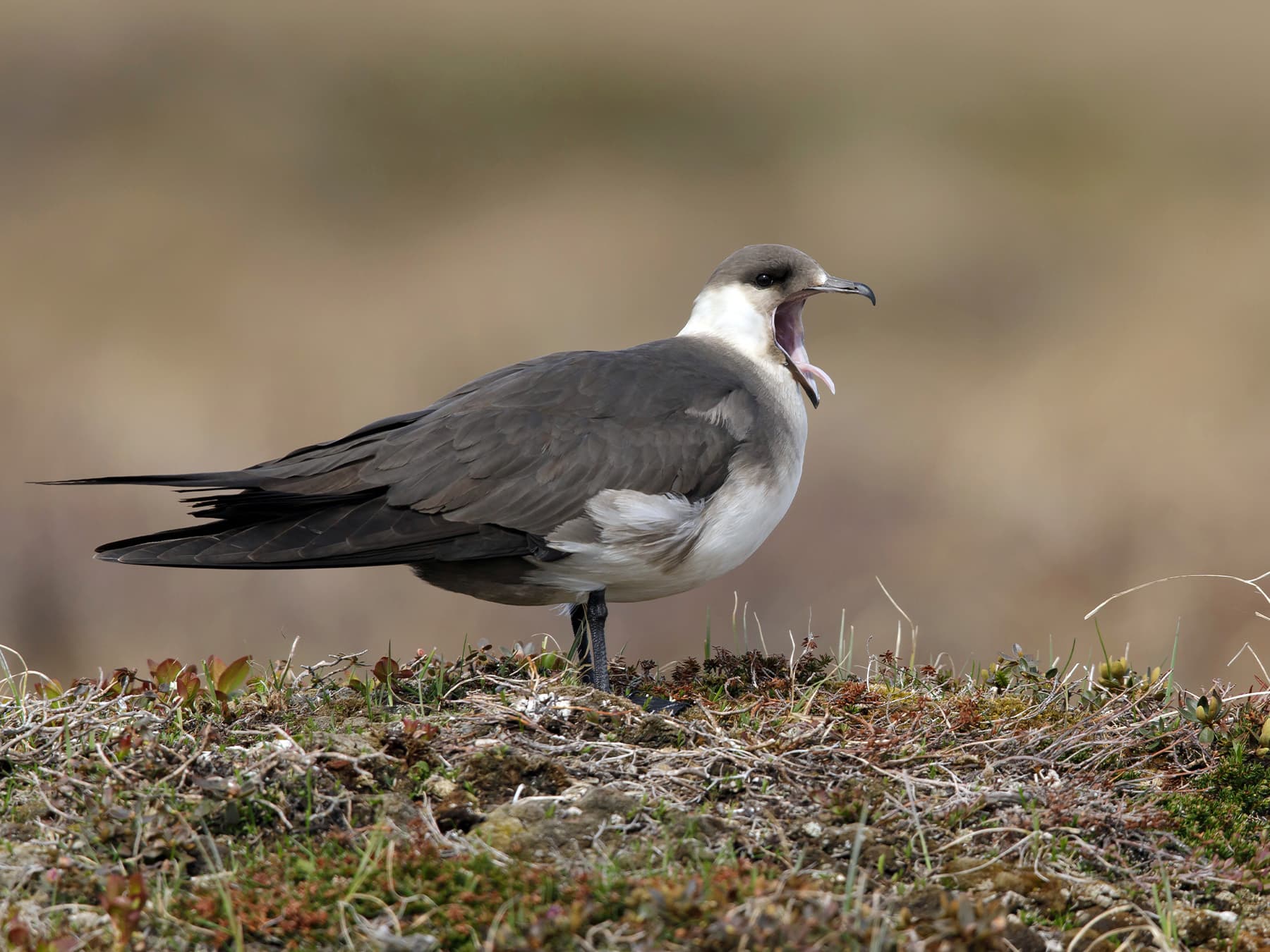 Arctic Jaeger calling from nest site