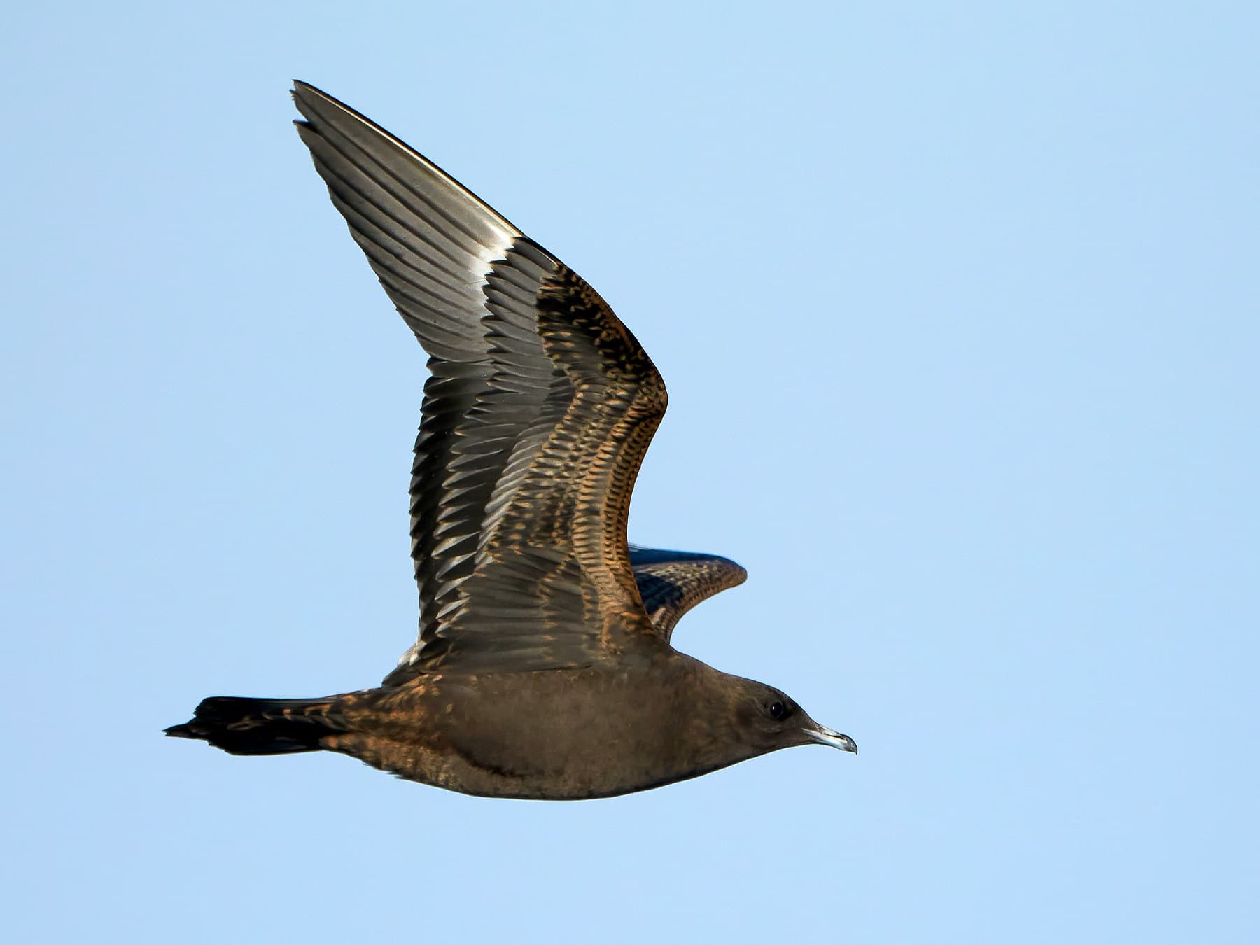 Arctic Jaeger, dark morph, first winter in-flight