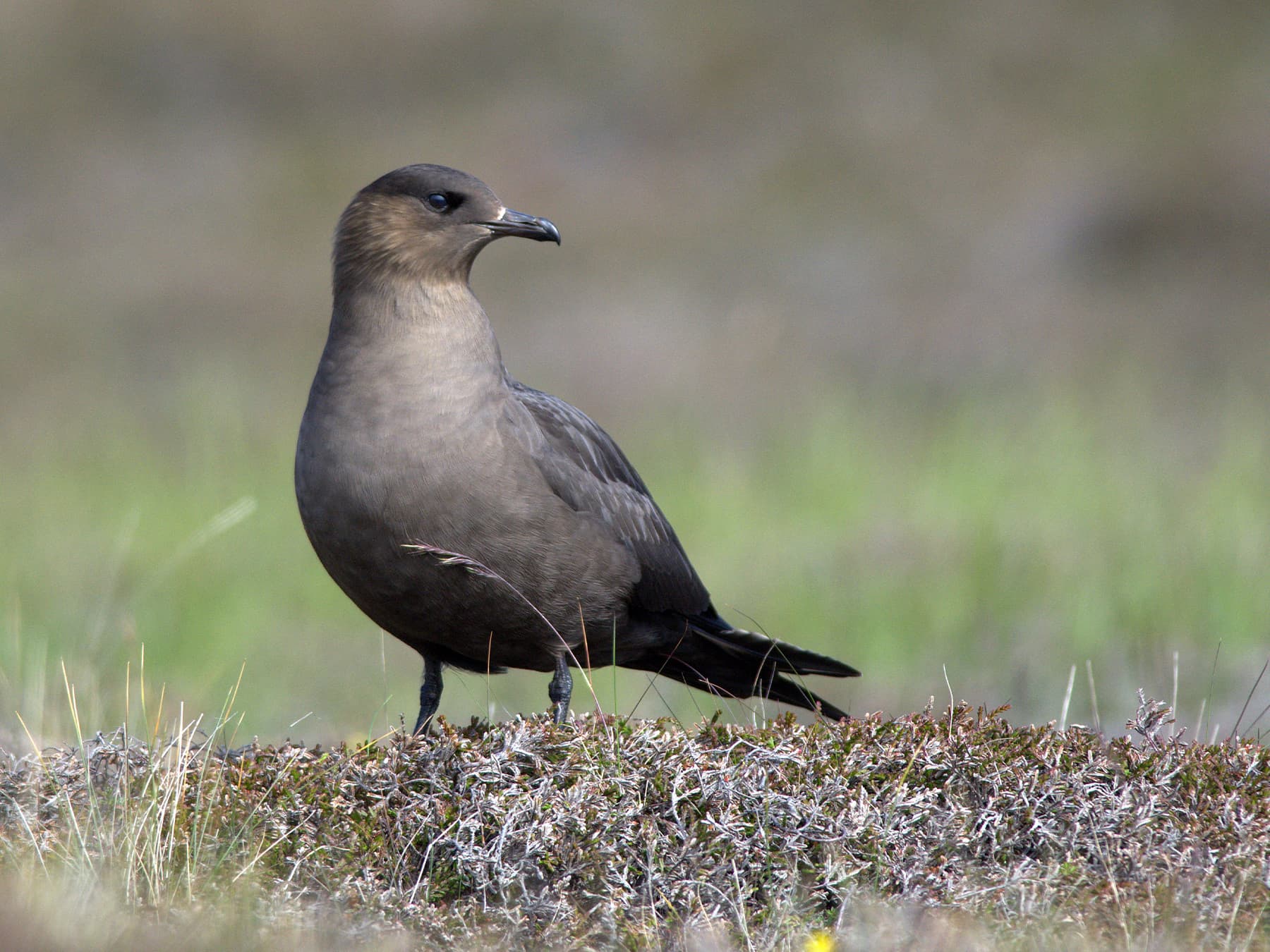 Arctic Jaeger, dark morph