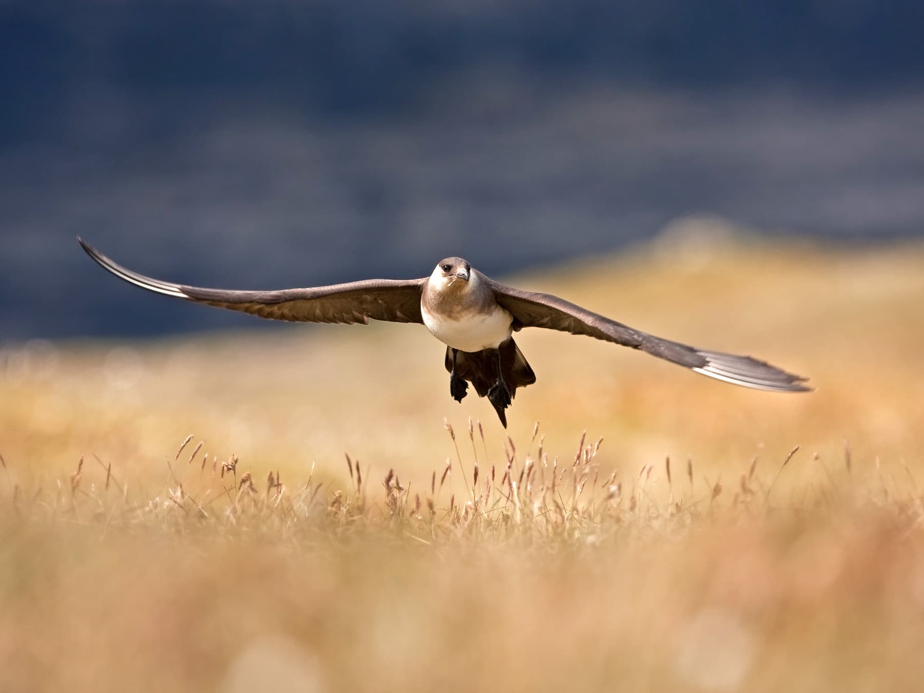 Parasitic Jaeger in-flight looking for prey