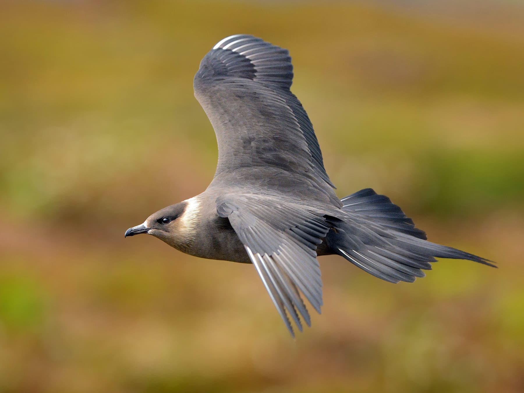 Arctic Jaeger in-flight