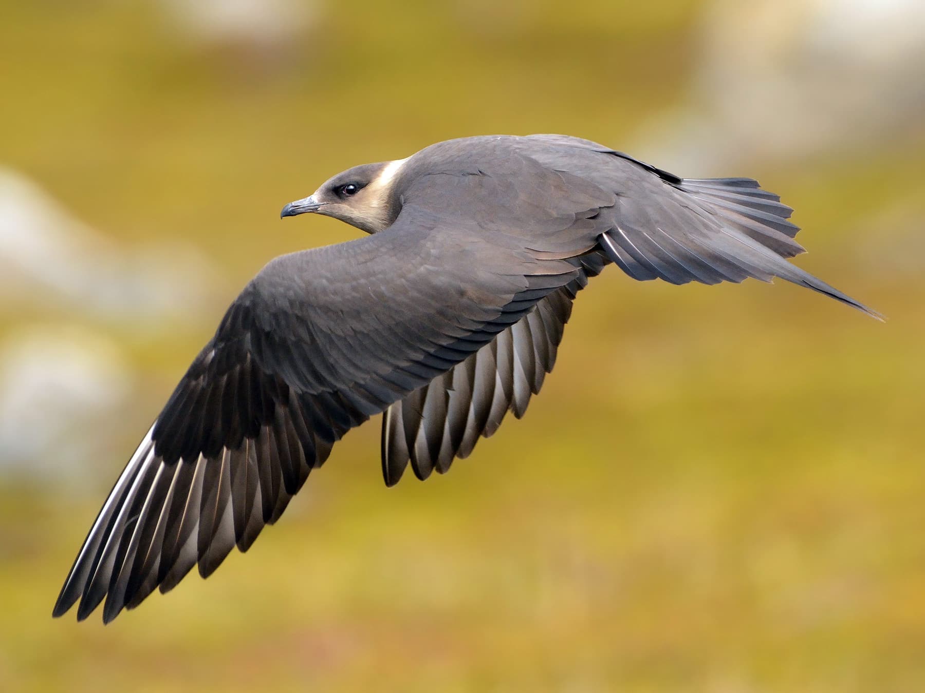 Arctic Jaeger in-flight
