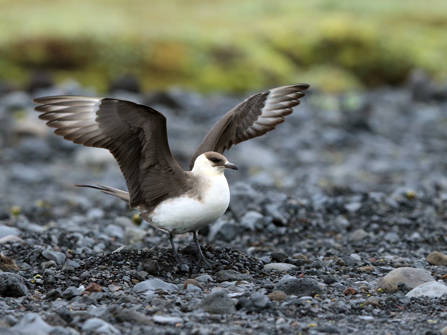 Arctic Jaeger in natural habitat