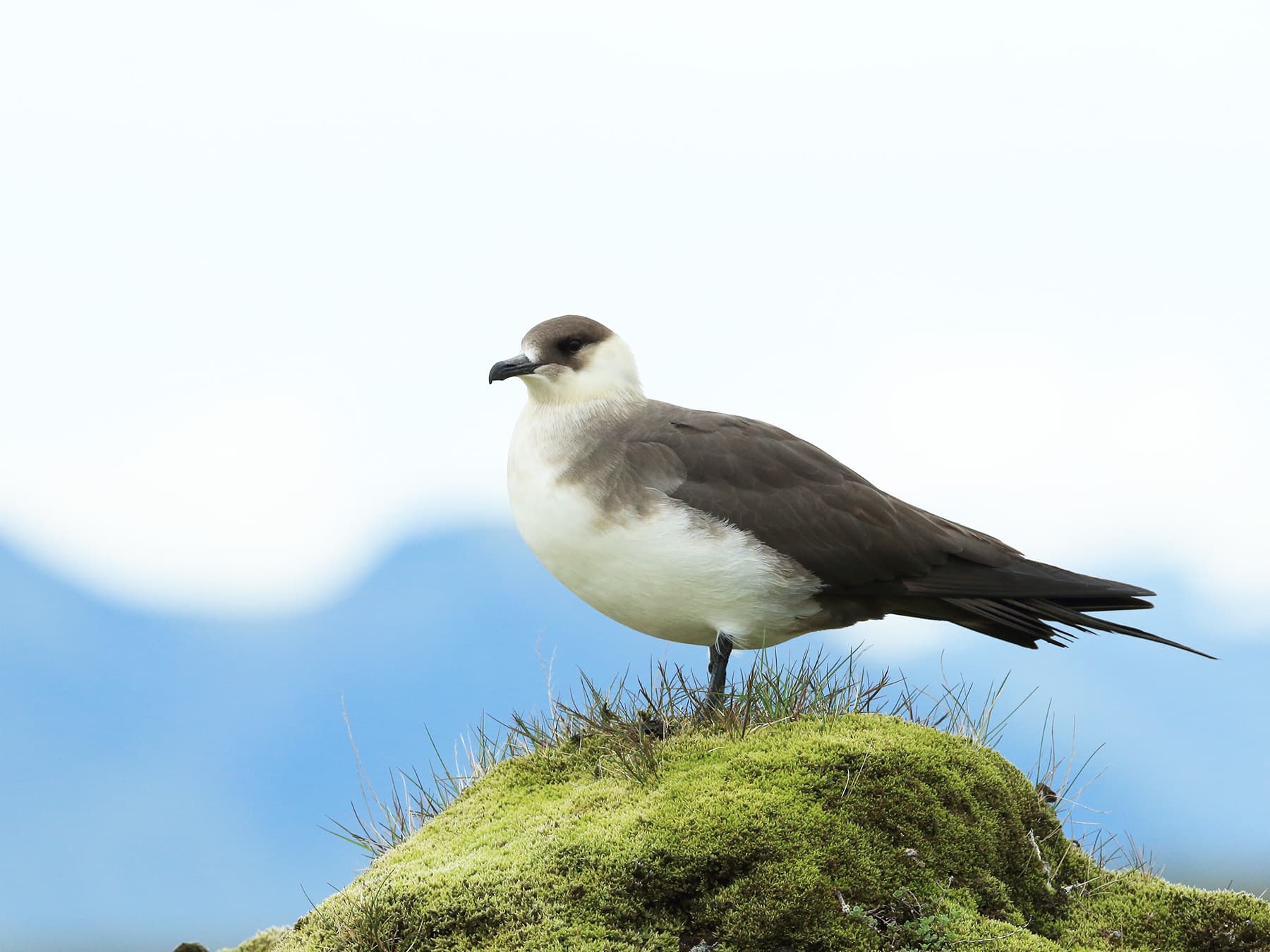 Arctic Jaeger, light morph, standing on moss covered rock