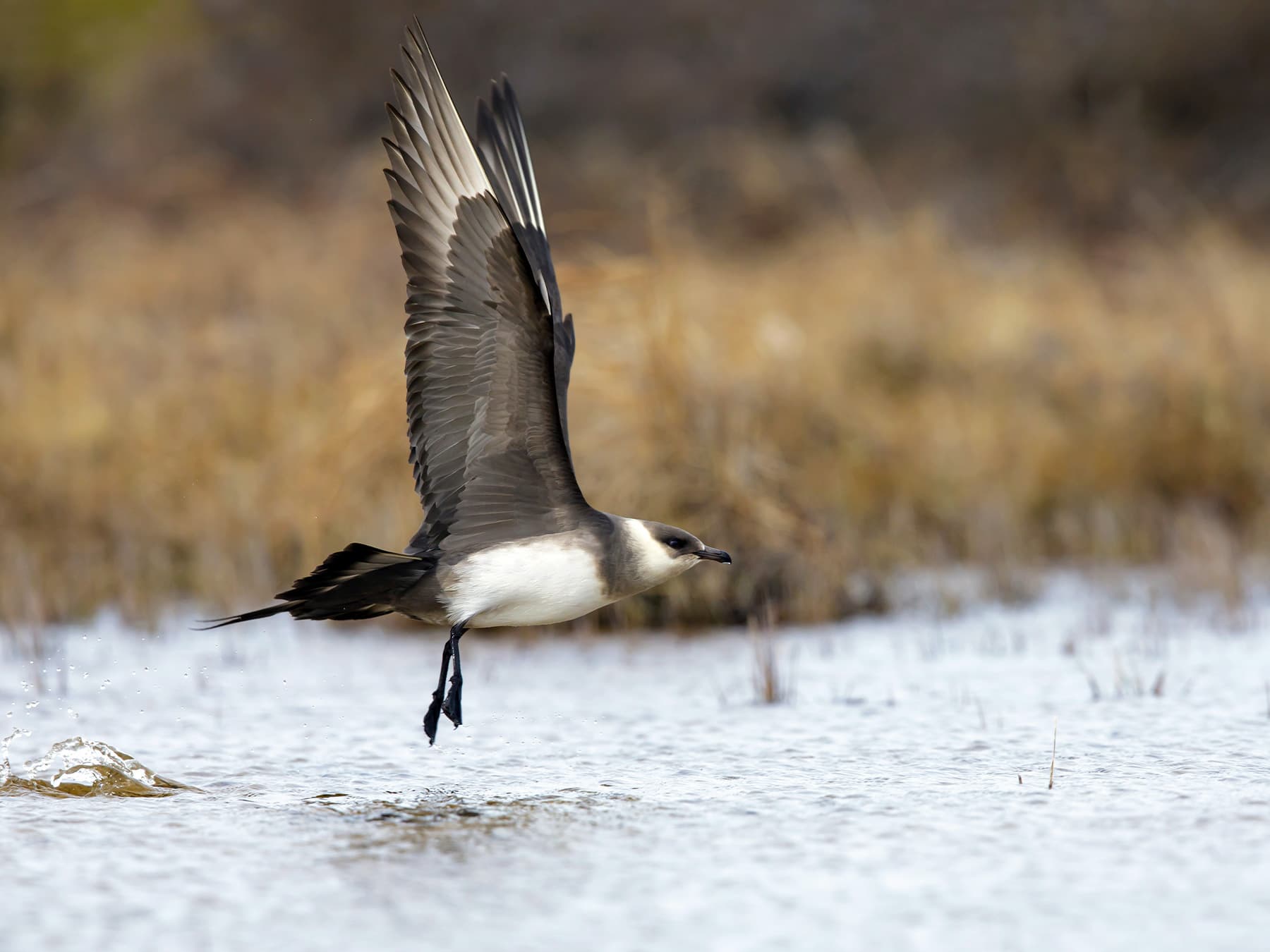 Arctic Jaeger taking-off from a lake