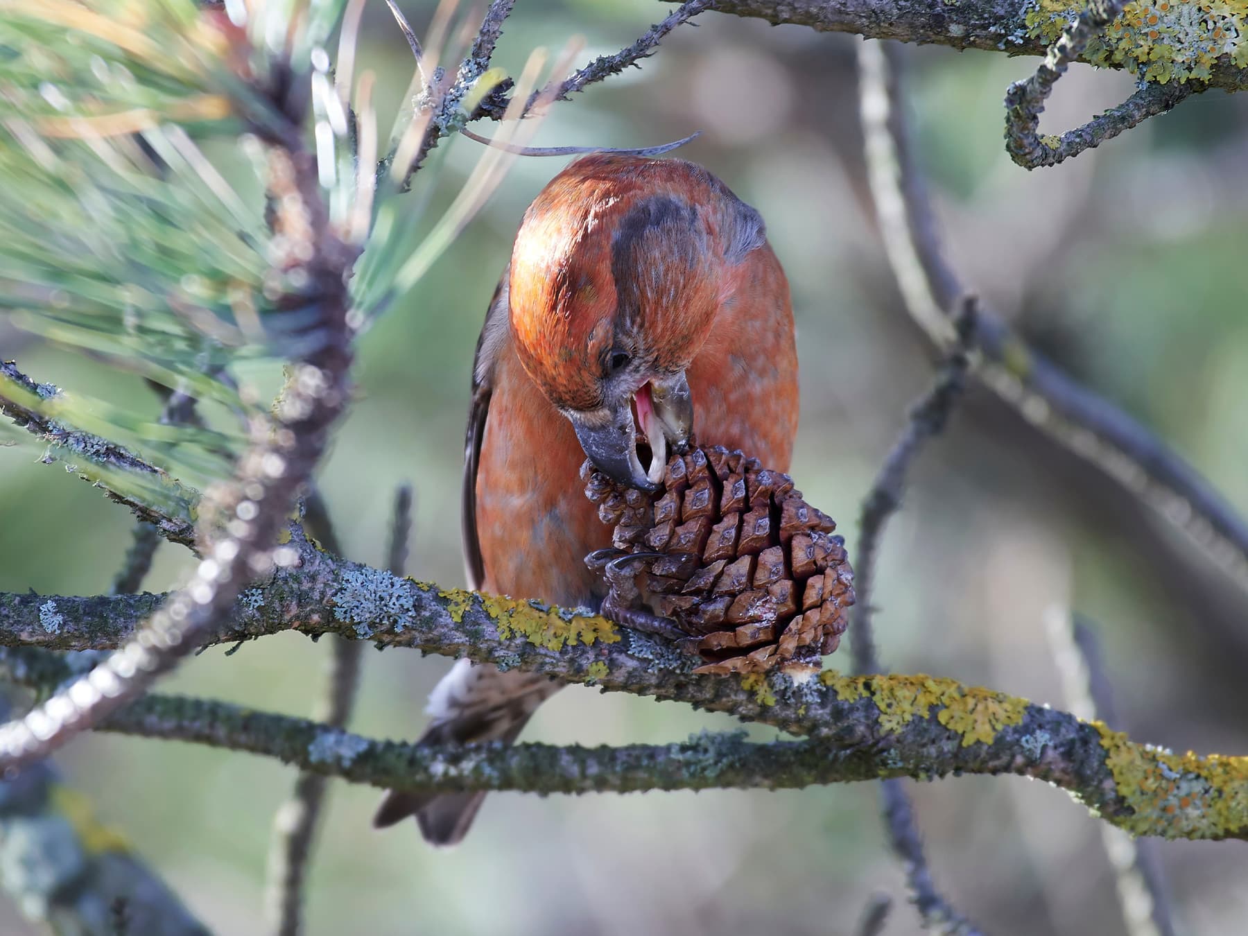 Parrot Crossbill extracting tiny seeds from pine cone