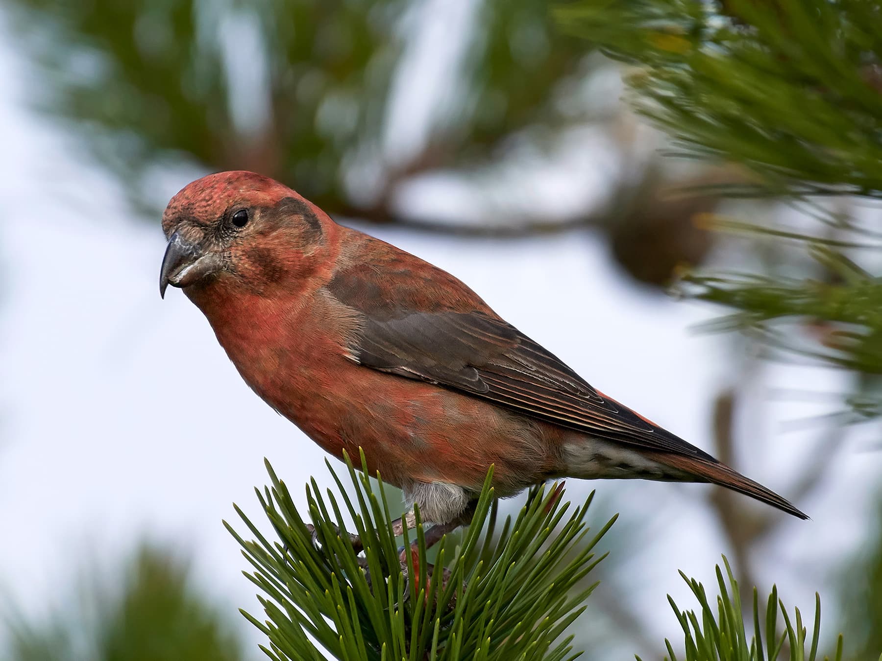 Parrot Crossbill male