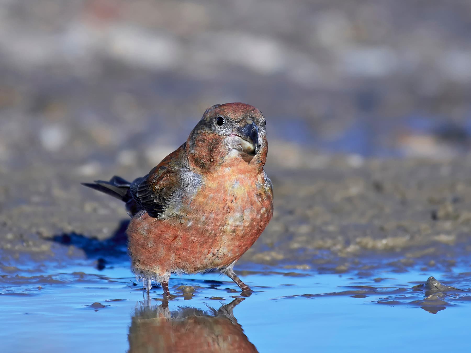 Parrot Crossbill standing in a muddy water