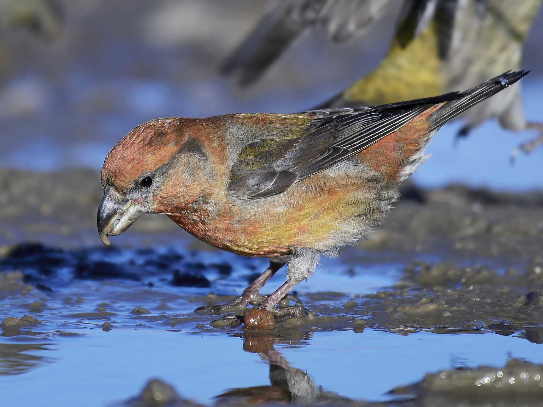 Parrot Crossbill drinking water from muddy pool
