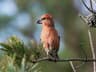 Parrot Crossbill