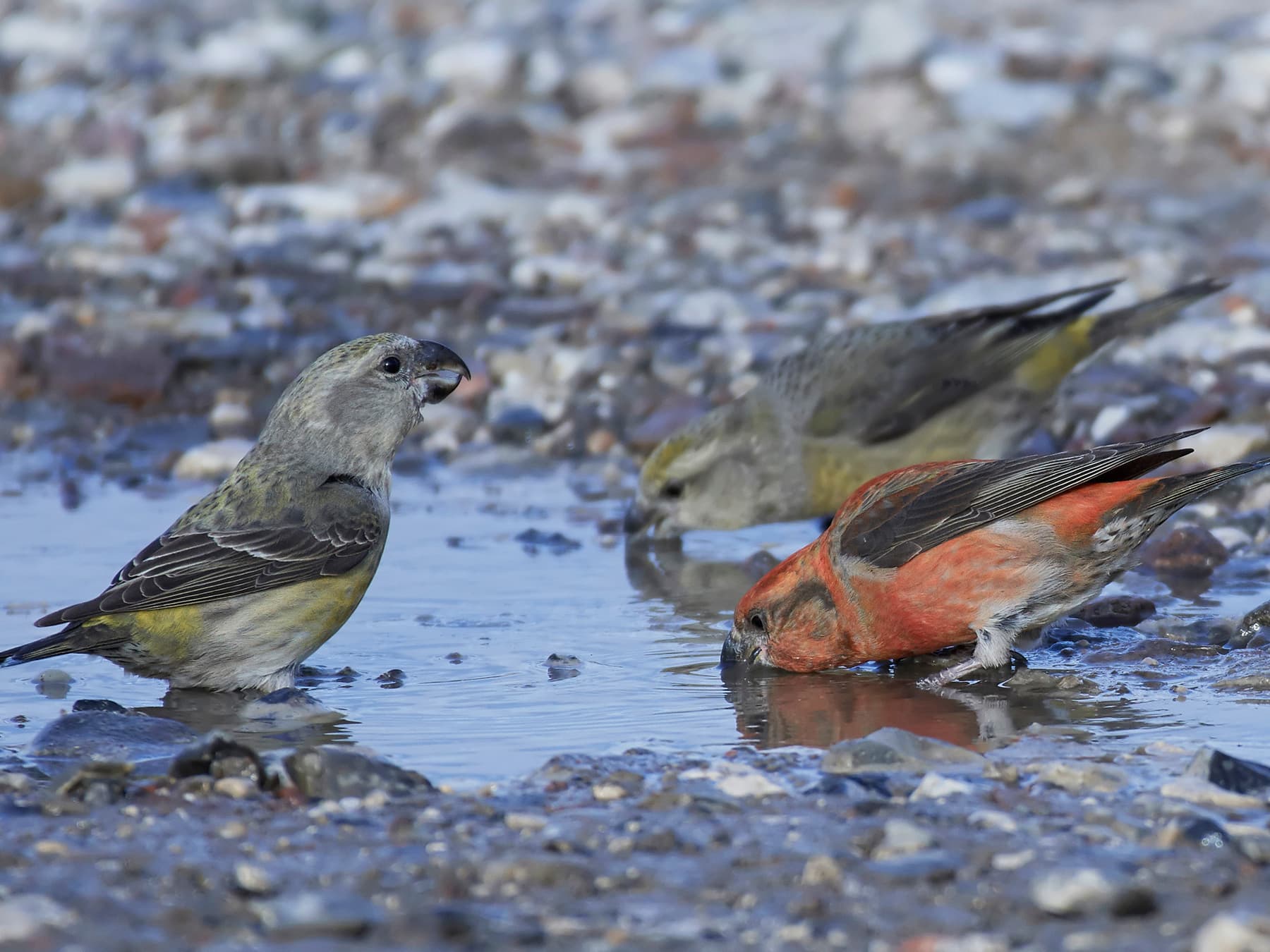 Parrot Crossbills female and male (right) drinking in open woodland