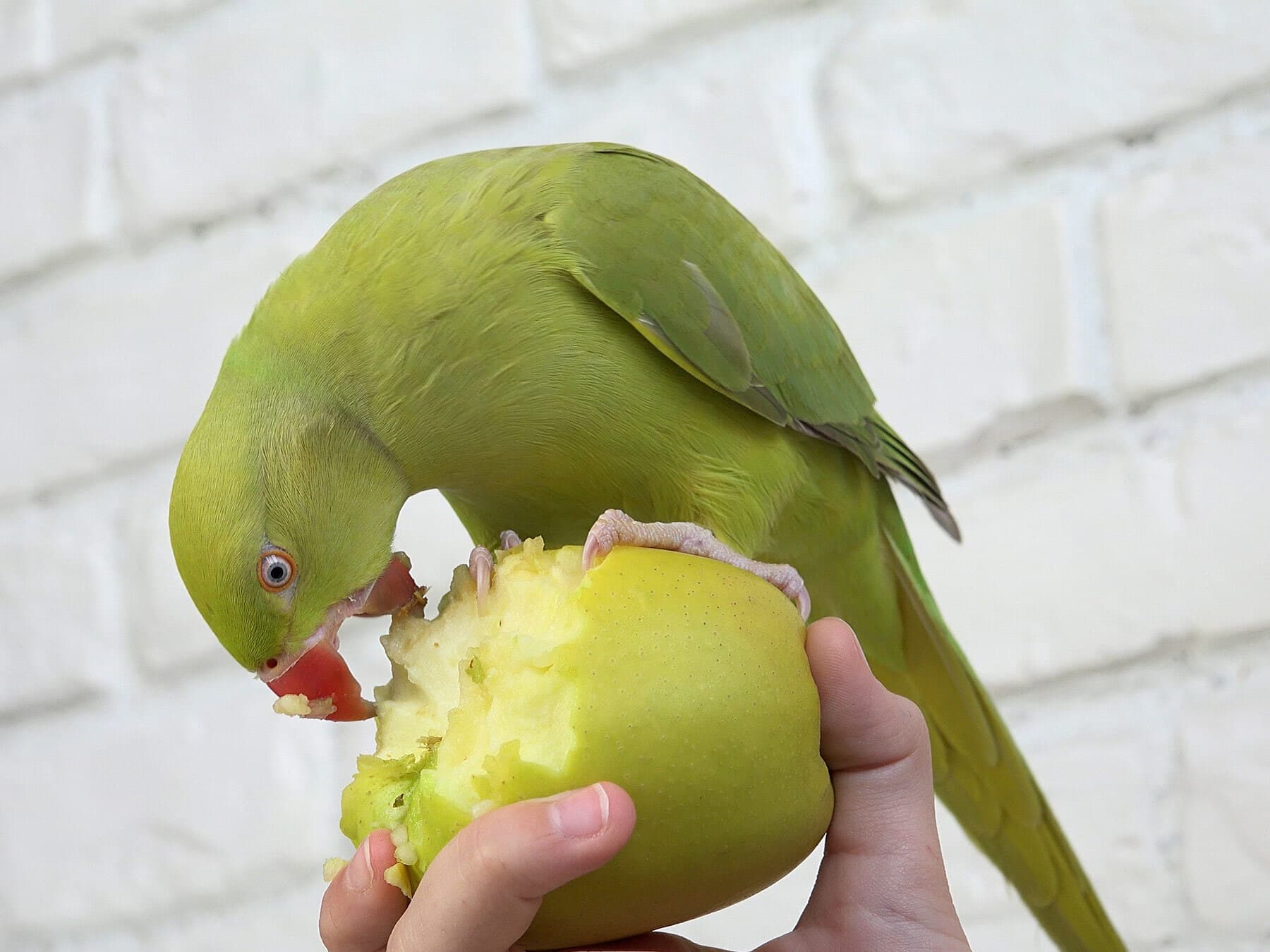 Parrot eating apple from hand