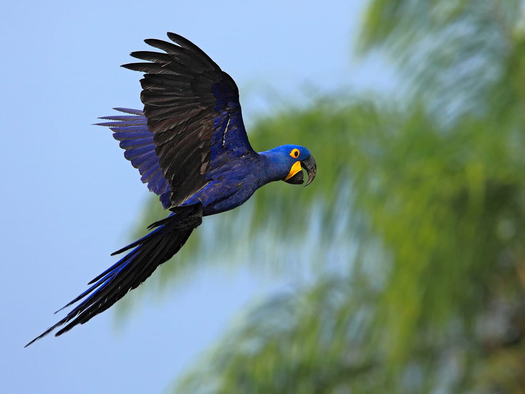 Parrot in flight