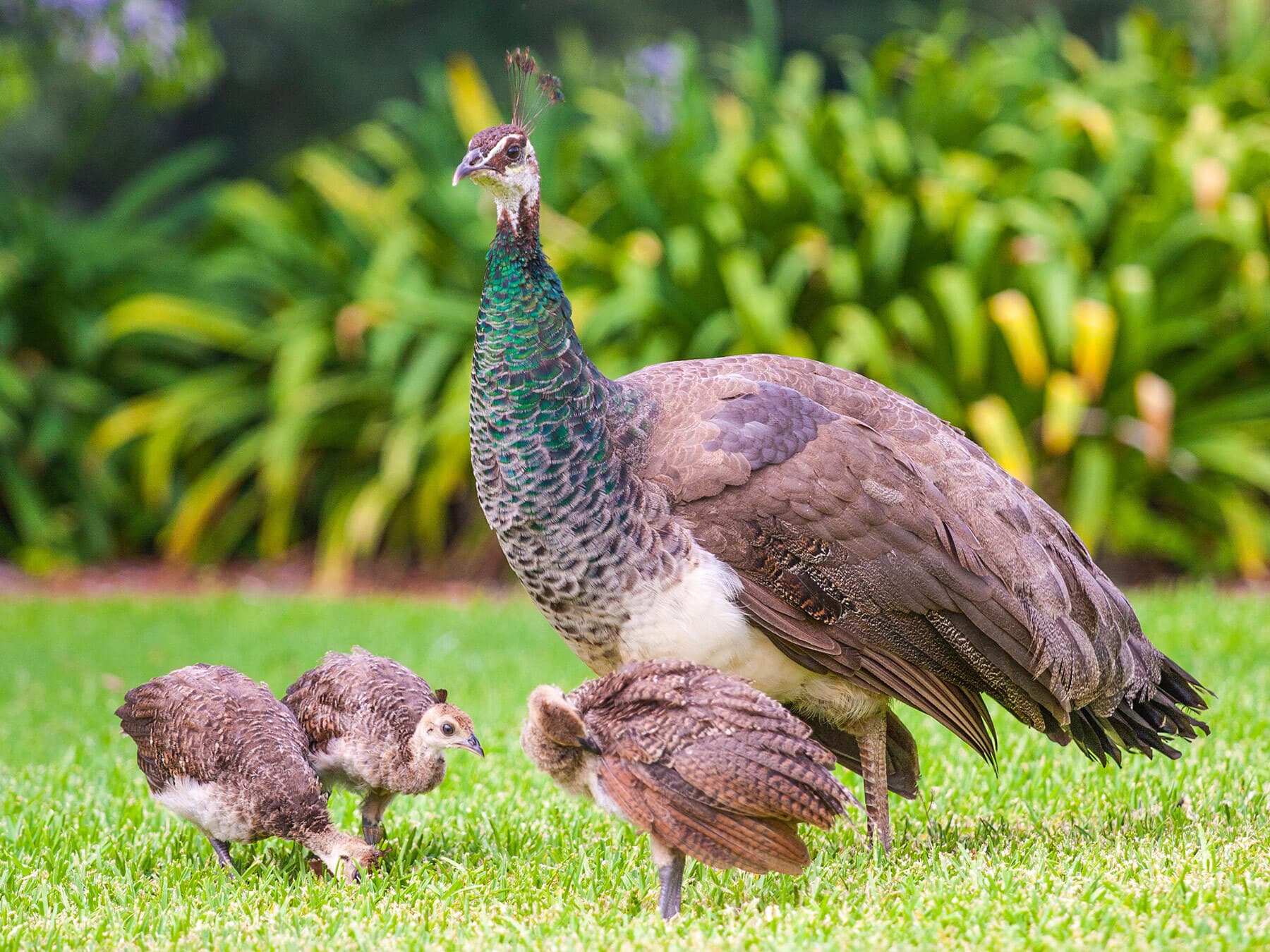 Peachicks with peahen