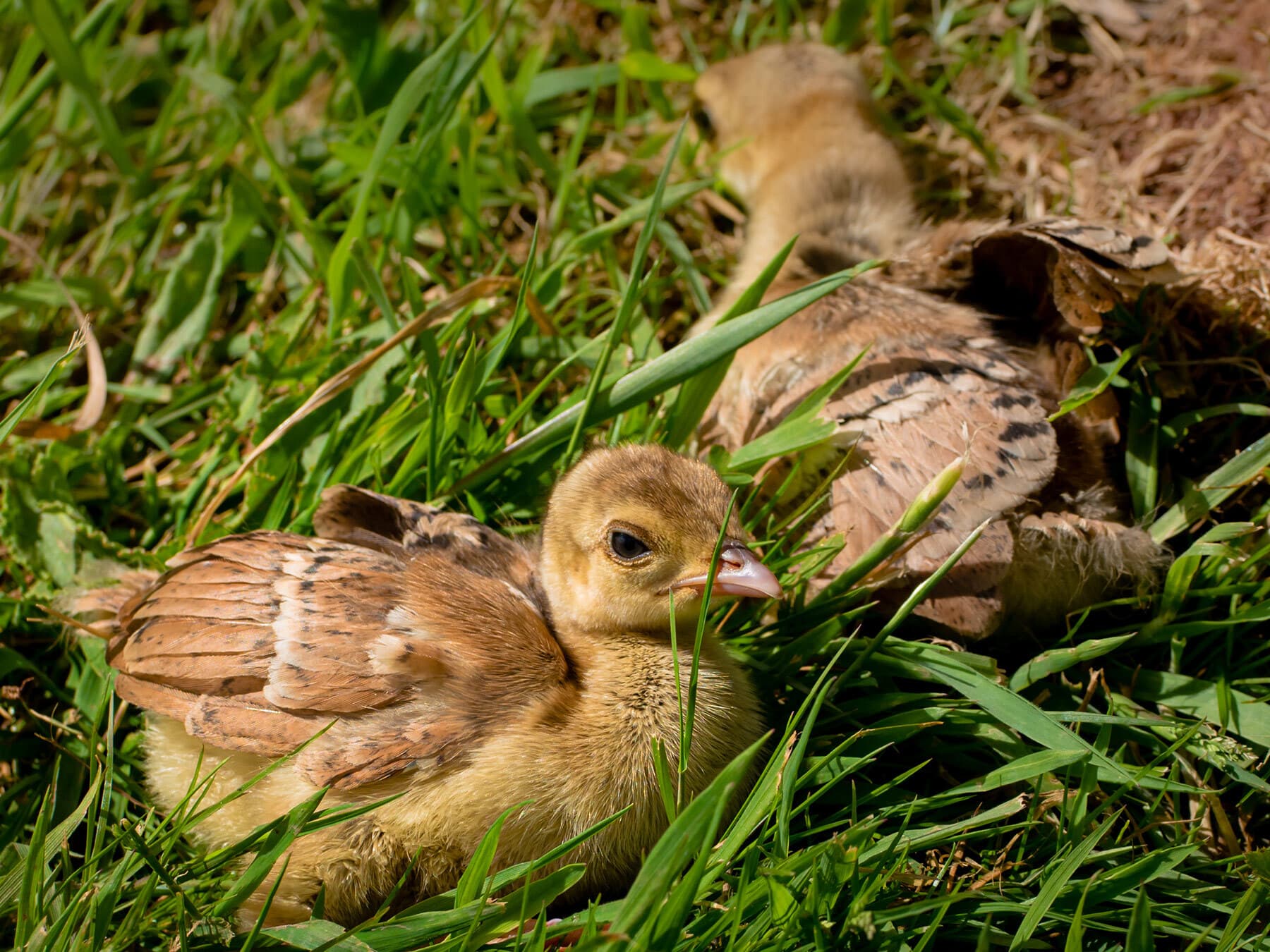 Peacock chicks in the grass