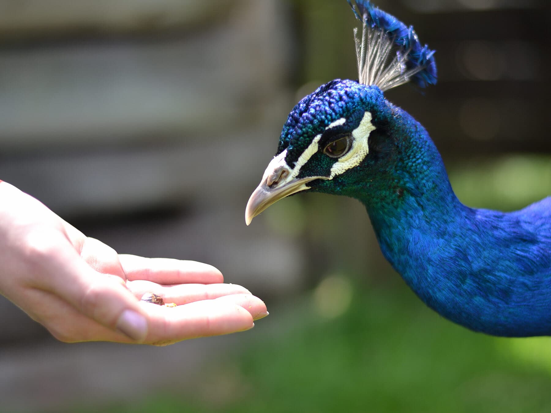 Peacock eating from hand