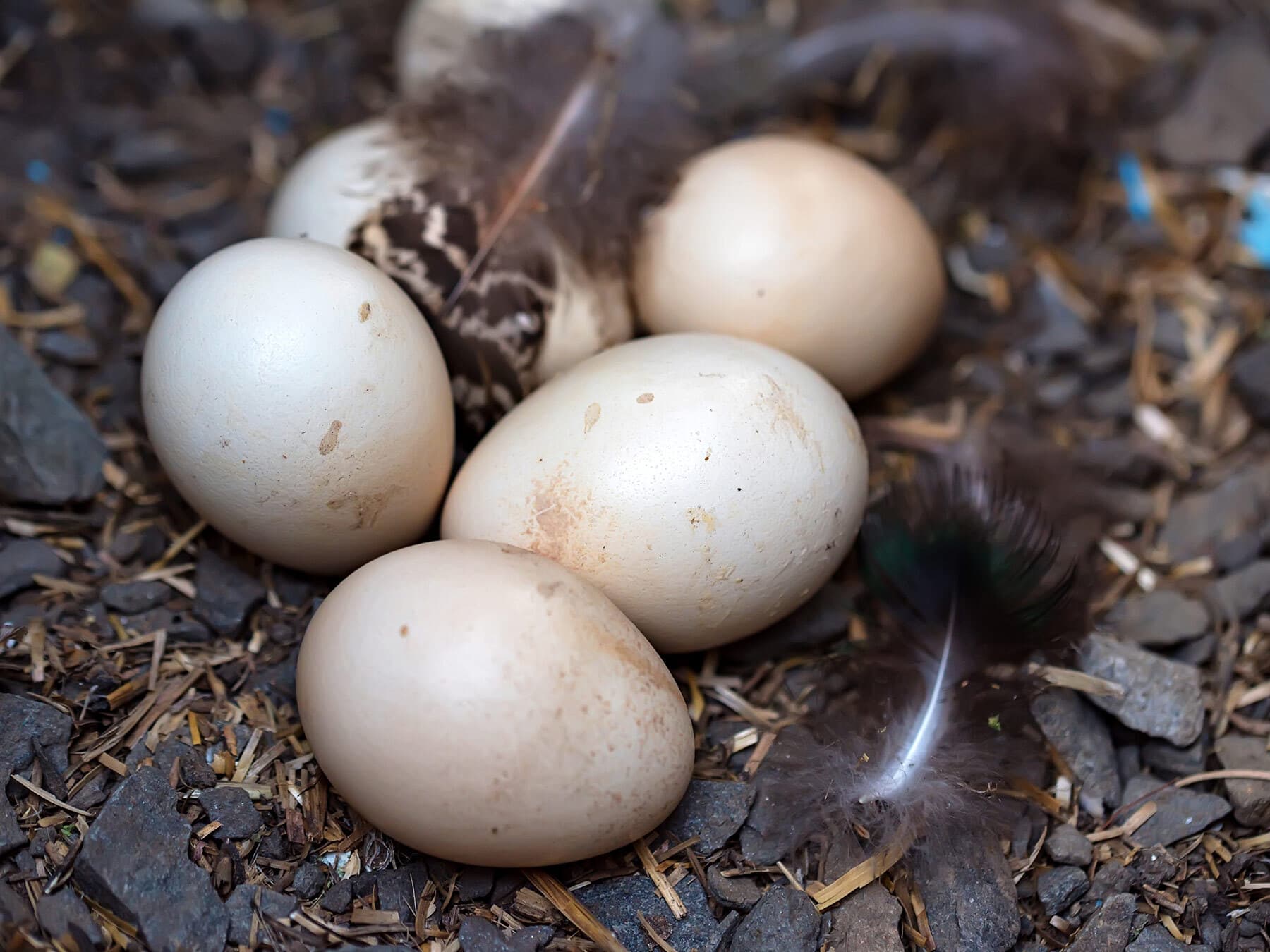 Peacock eggs in nest