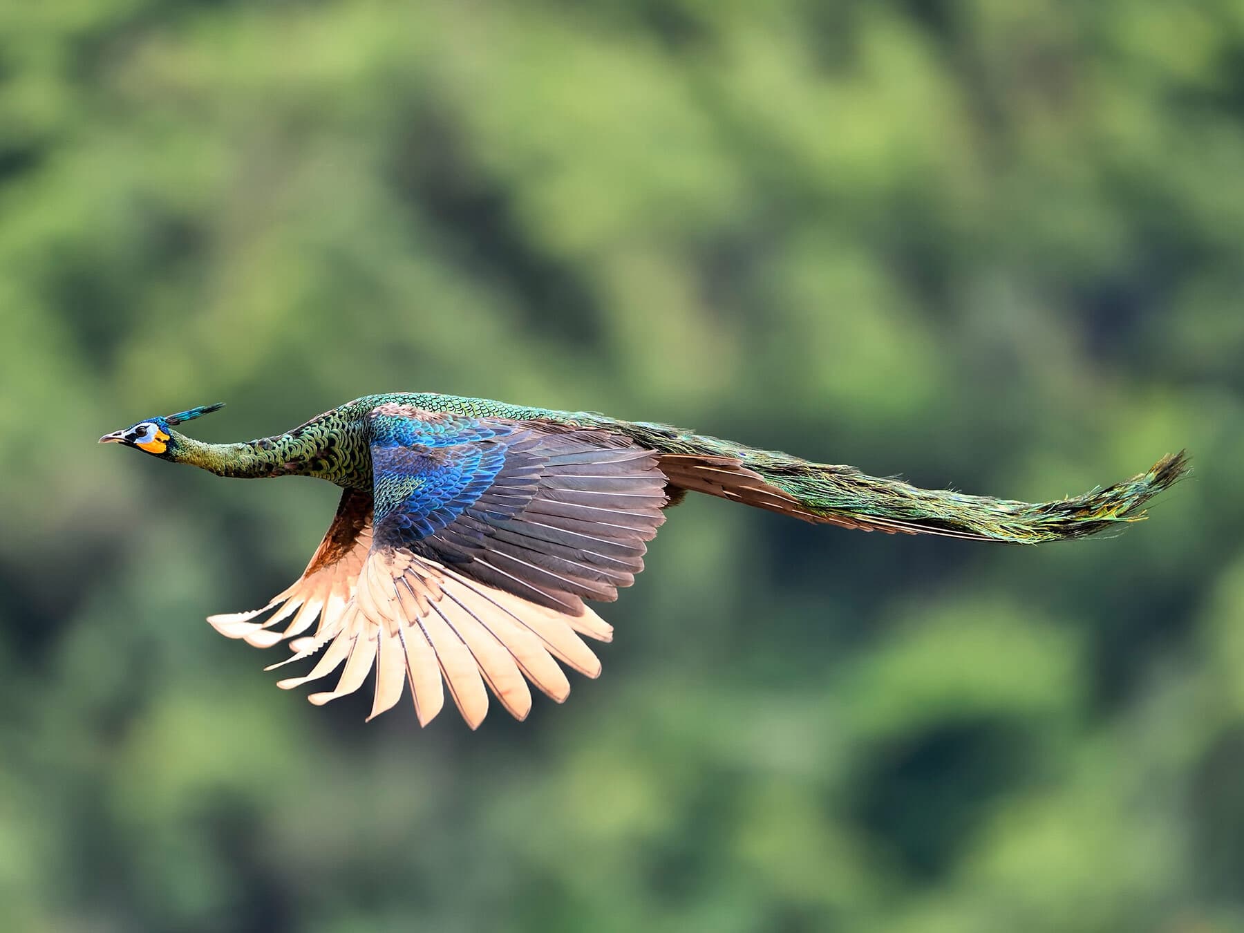 Peacock flying