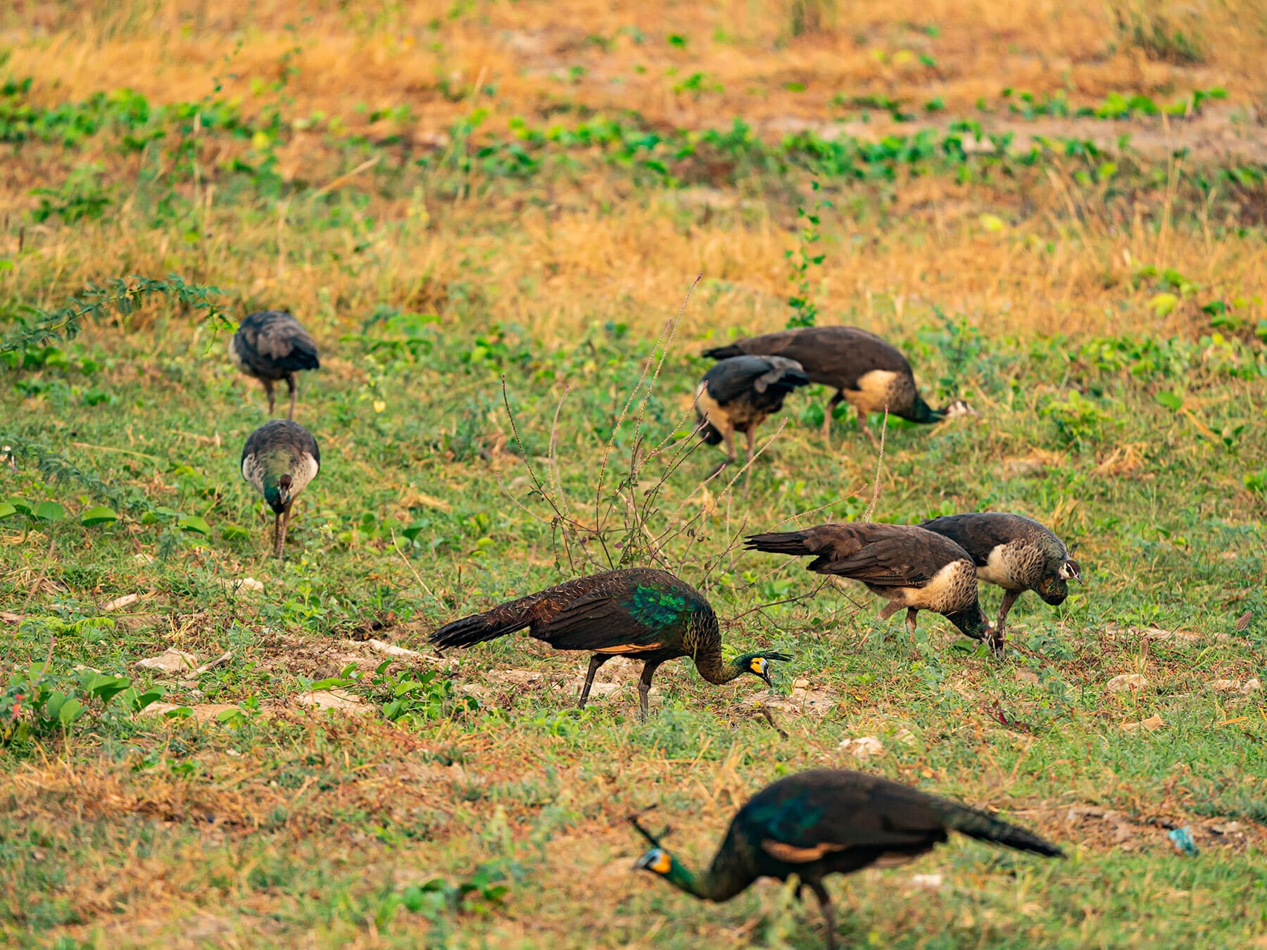 Peacock group foraging