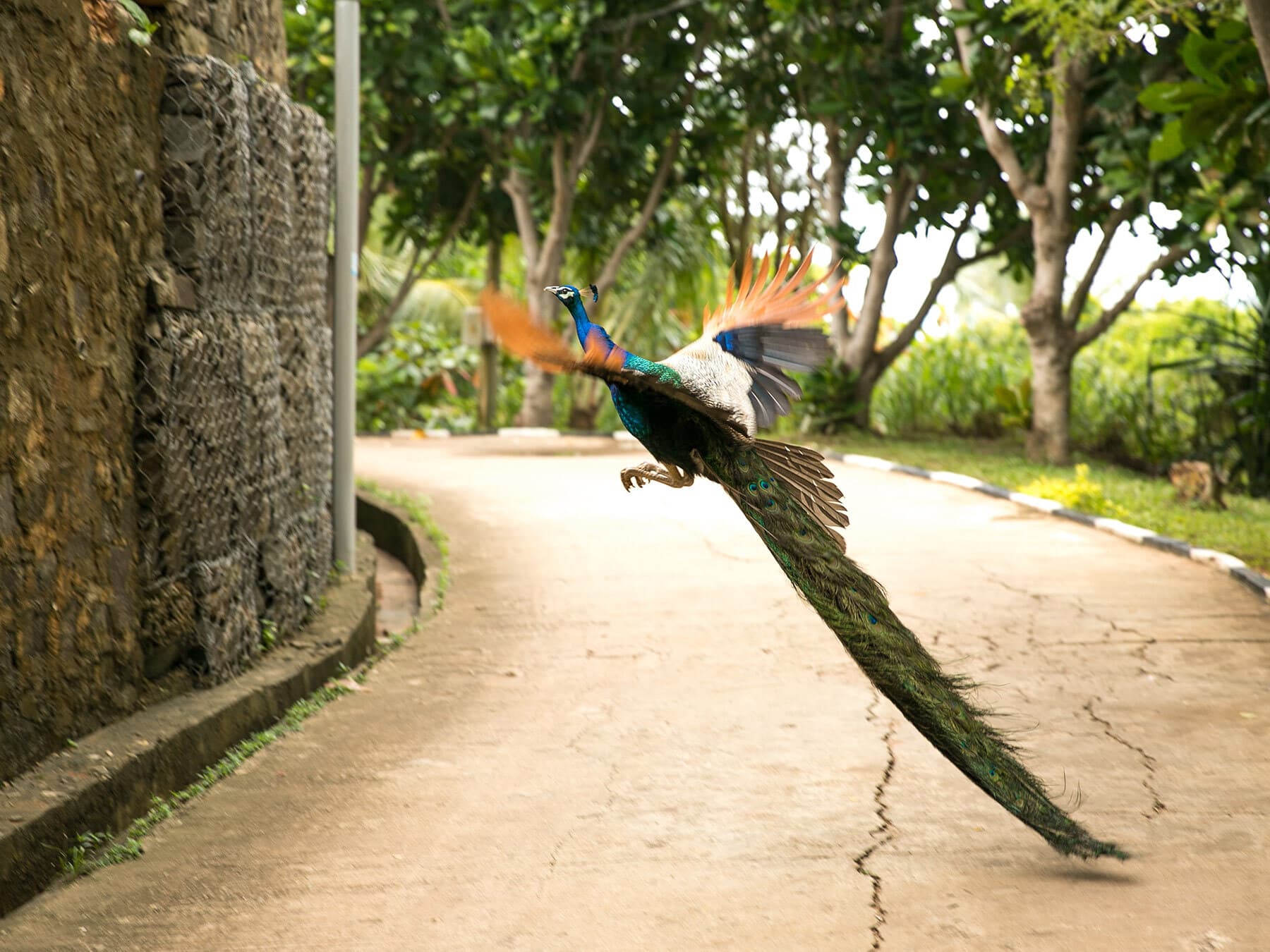 Peacock jumping