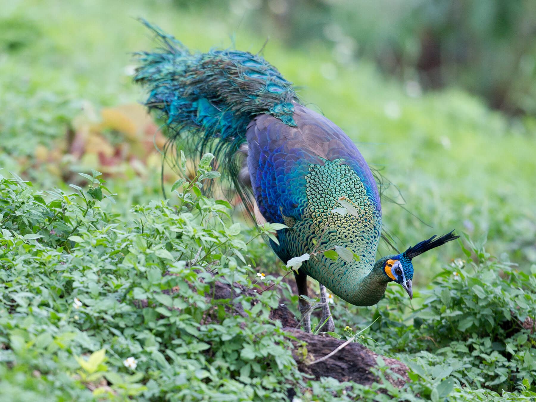 Peafowl foraging in the wild