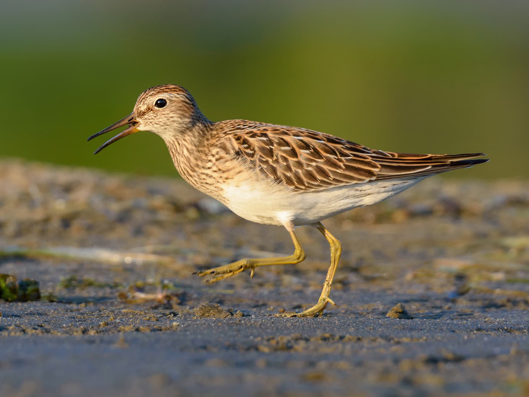 Pectoral Sandpiper hooting to attract a mate