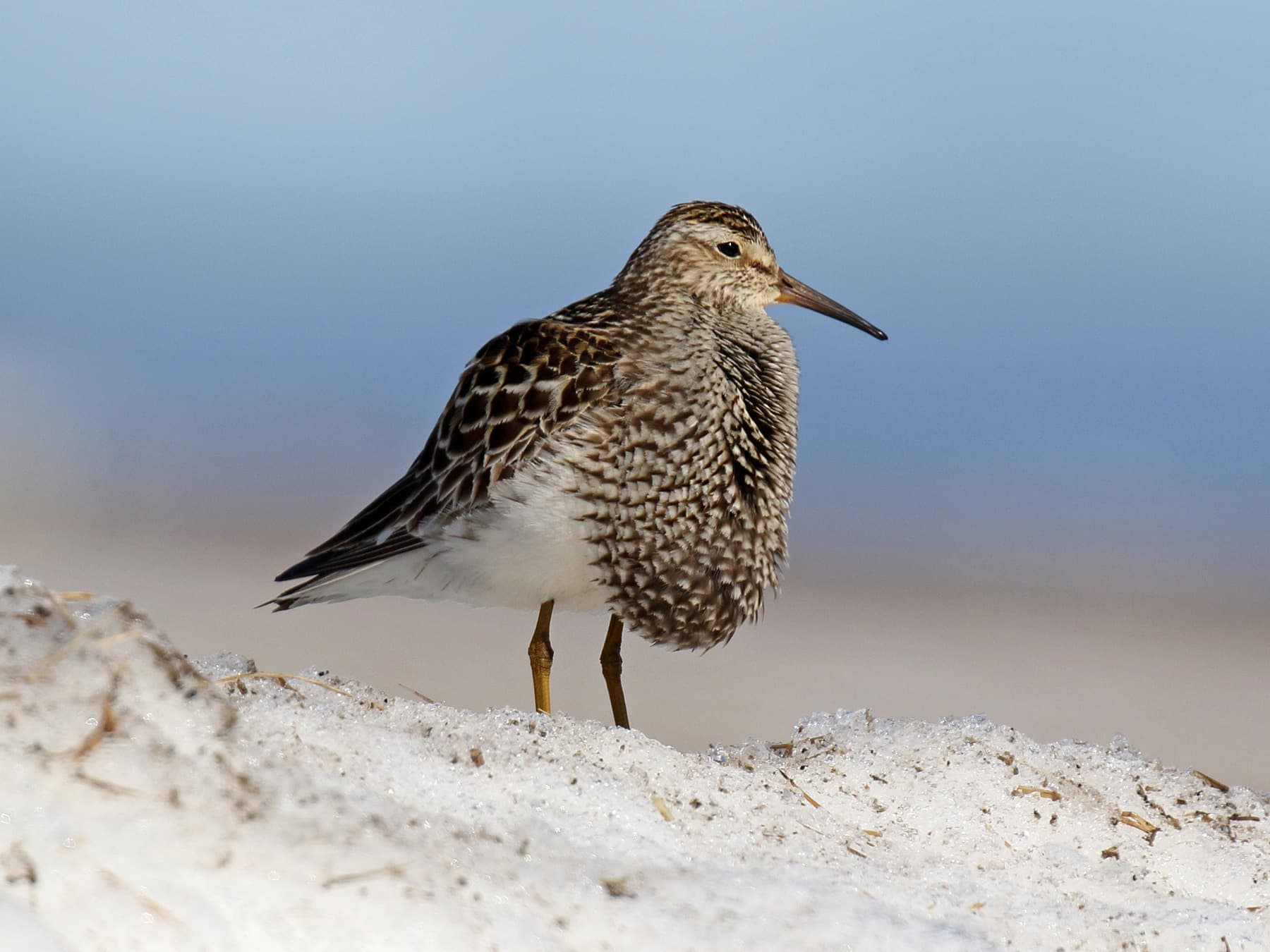 Pectoral Sandpiper displaying during mating season