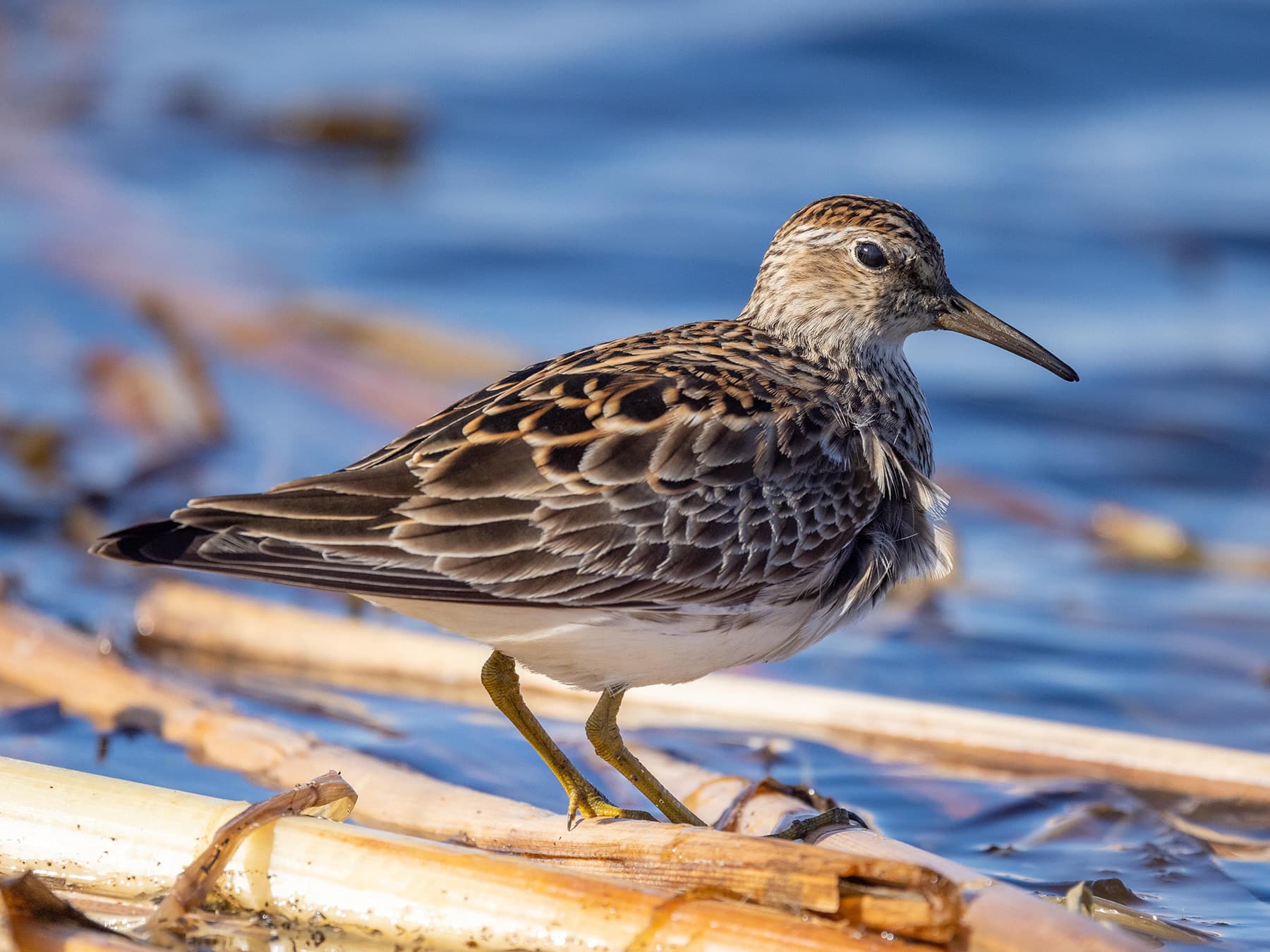 Pectoral Sandpiper foraging for insects along the waters edge