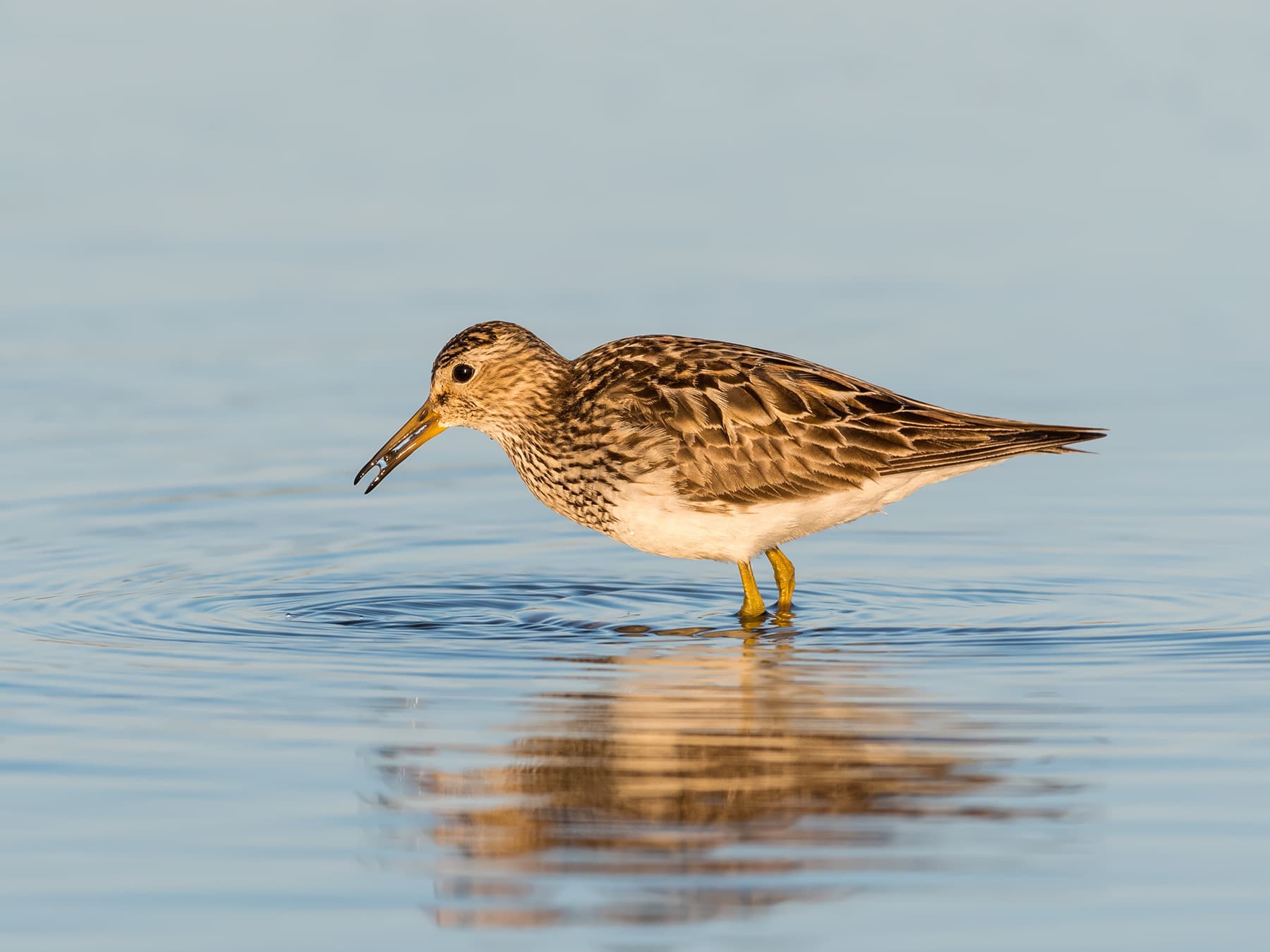 Pectoral Sandpiper feeding