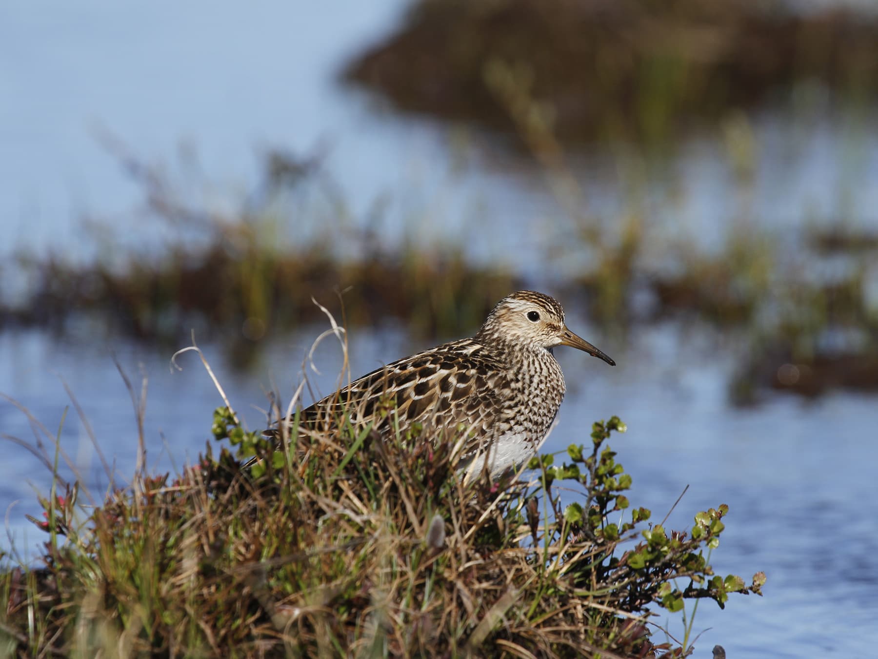 Pectoral Sandpiper foraging in grassland
