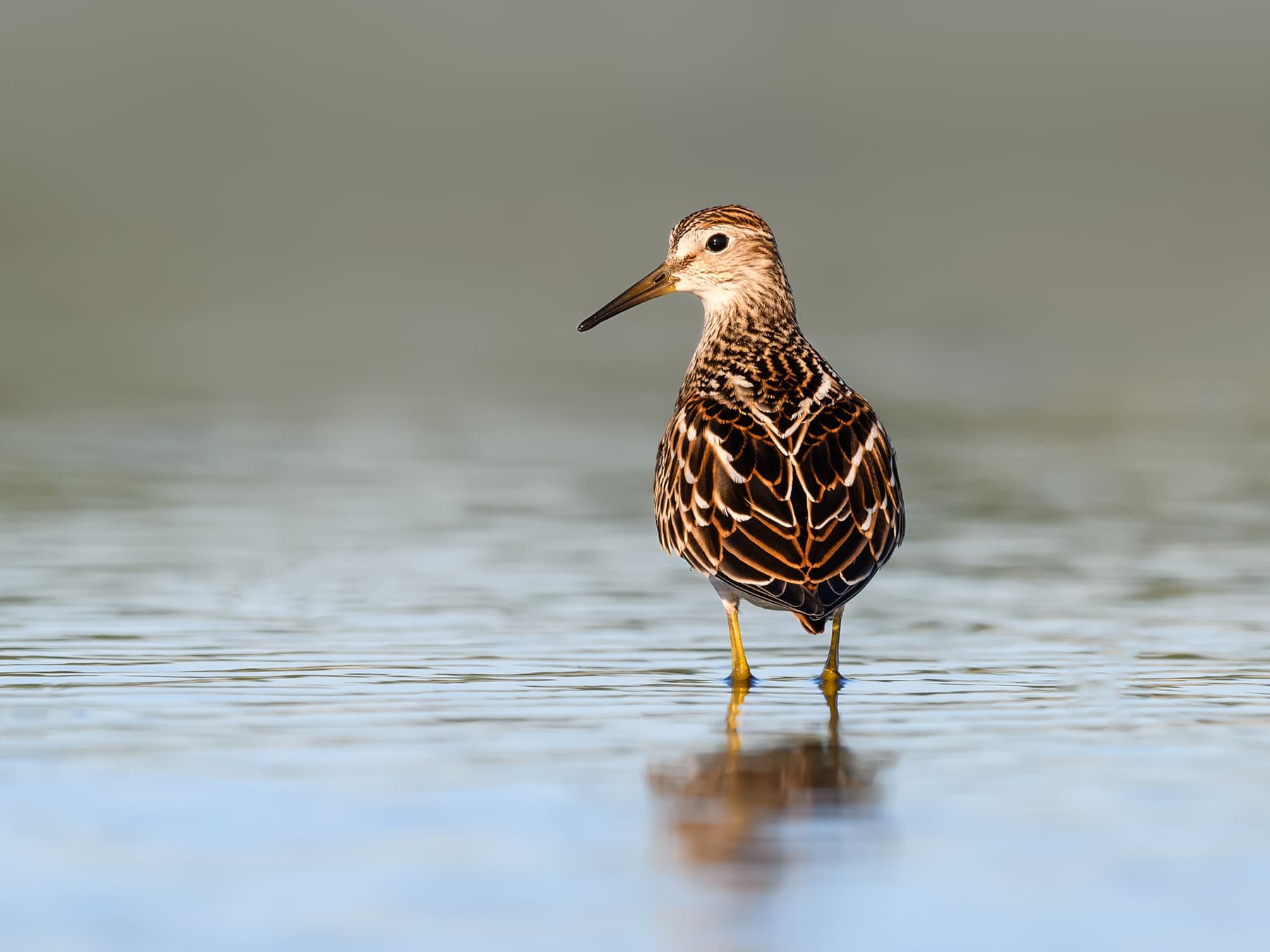 Pectoral  Sandpiper wading in shallow water looking for food