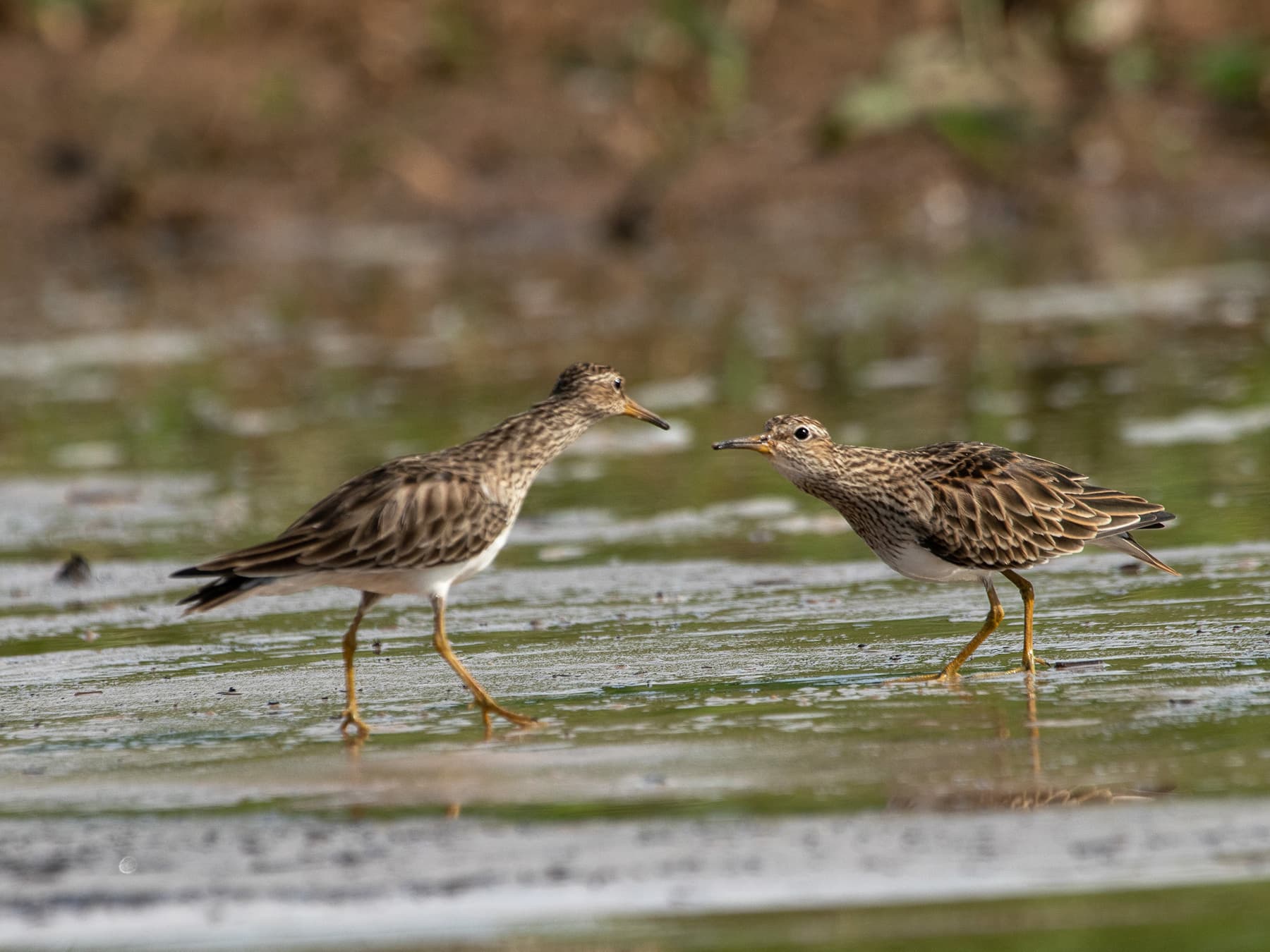 Pair of Pectoral Sandpipers in their natural habitat