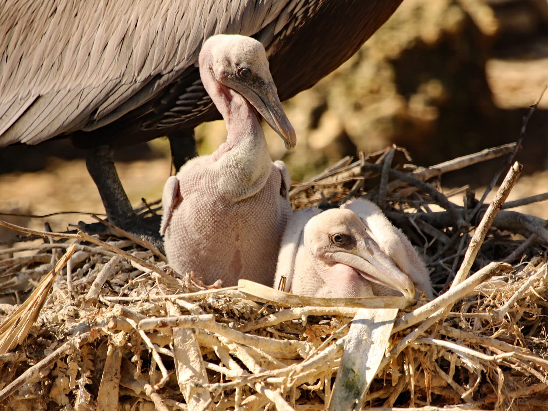 Pelican chicks