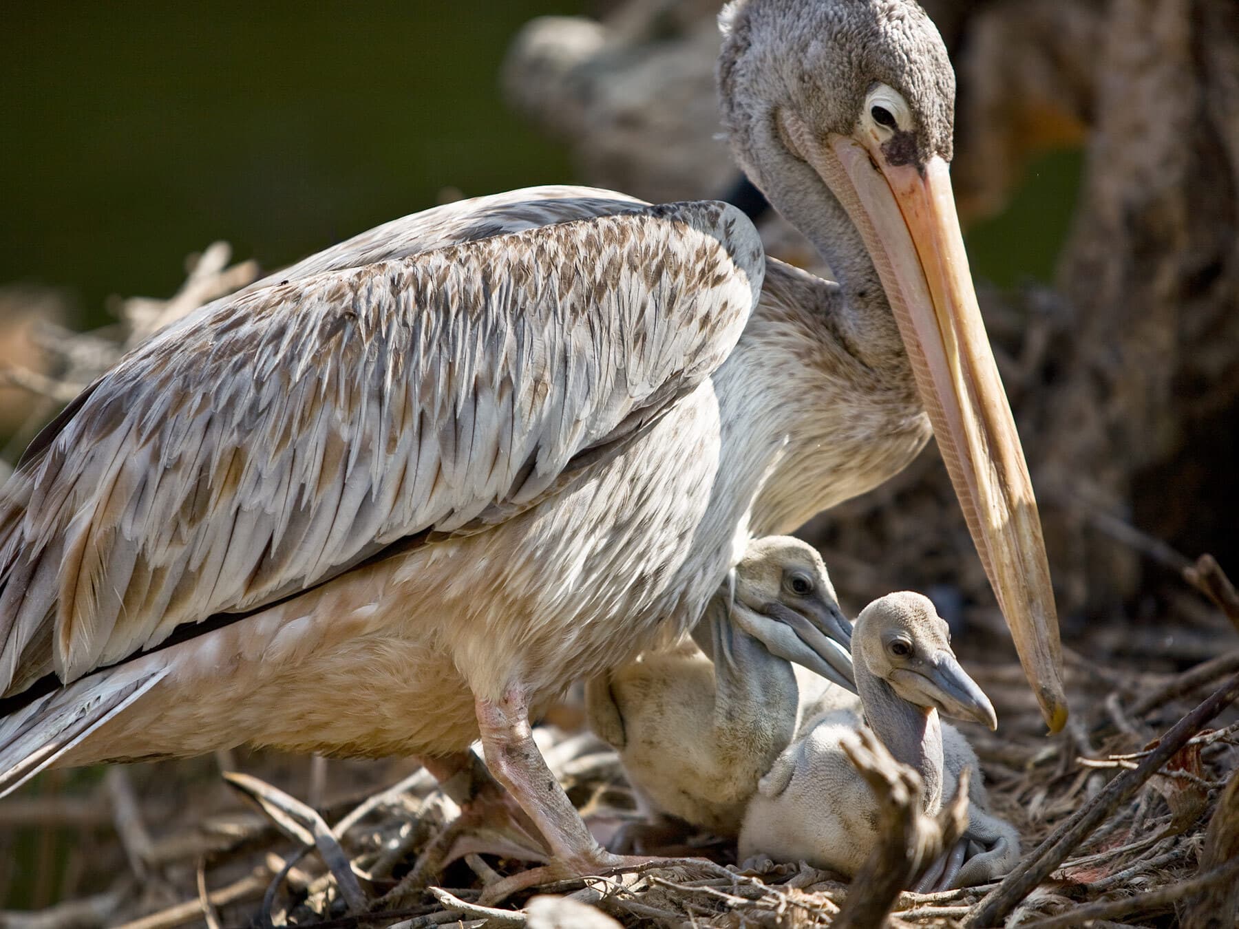 Pelican with babies
