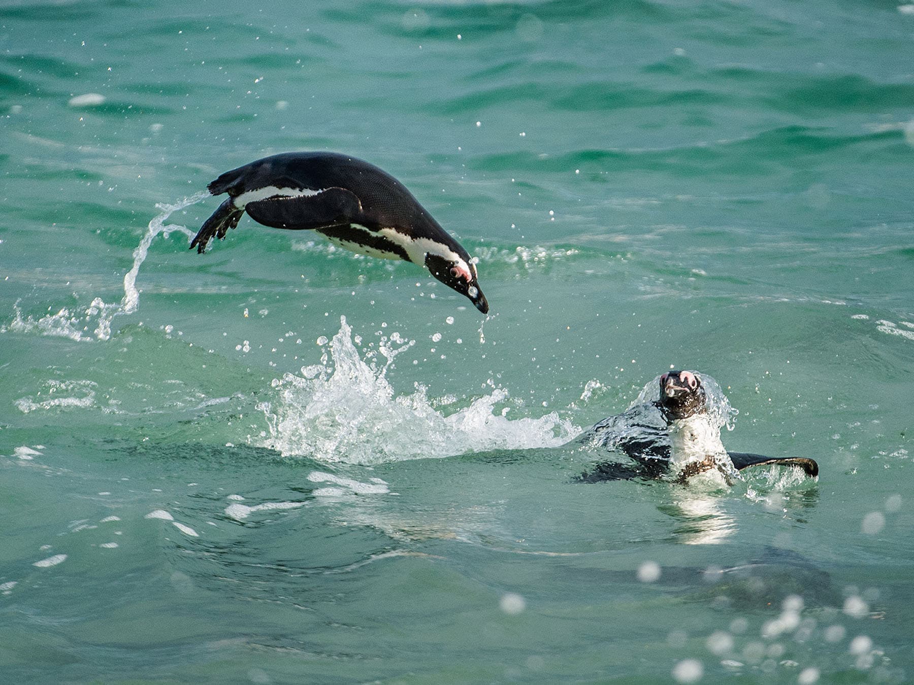 Penguin jumping out of water