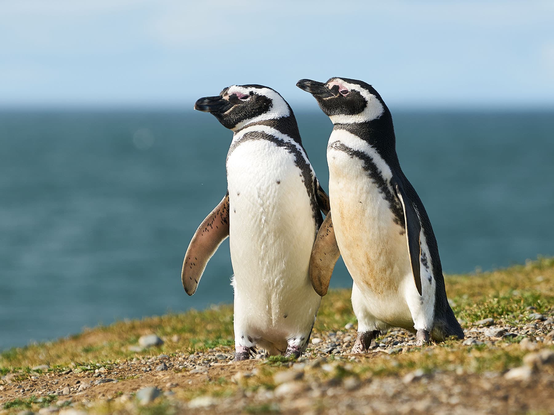 Penguin pair